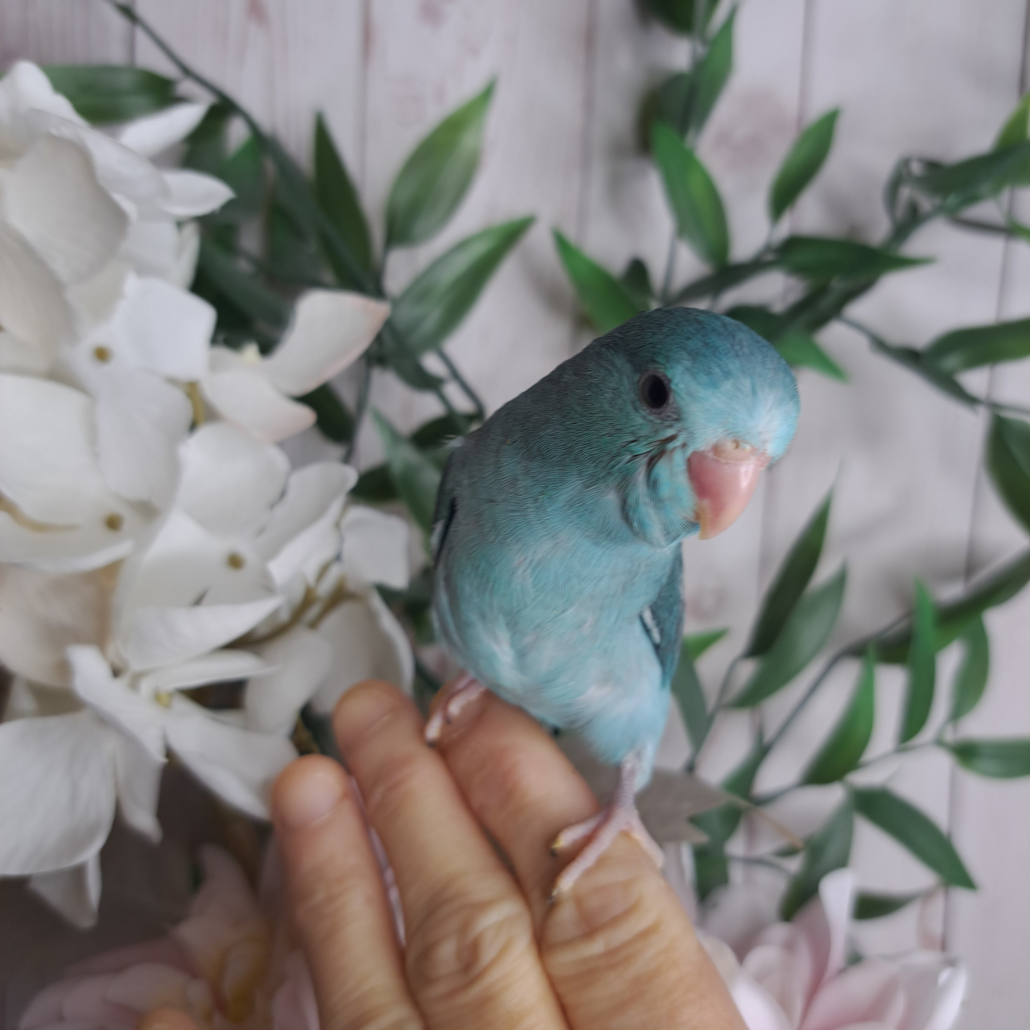 Parrotlet- Ring ID: Z5031
