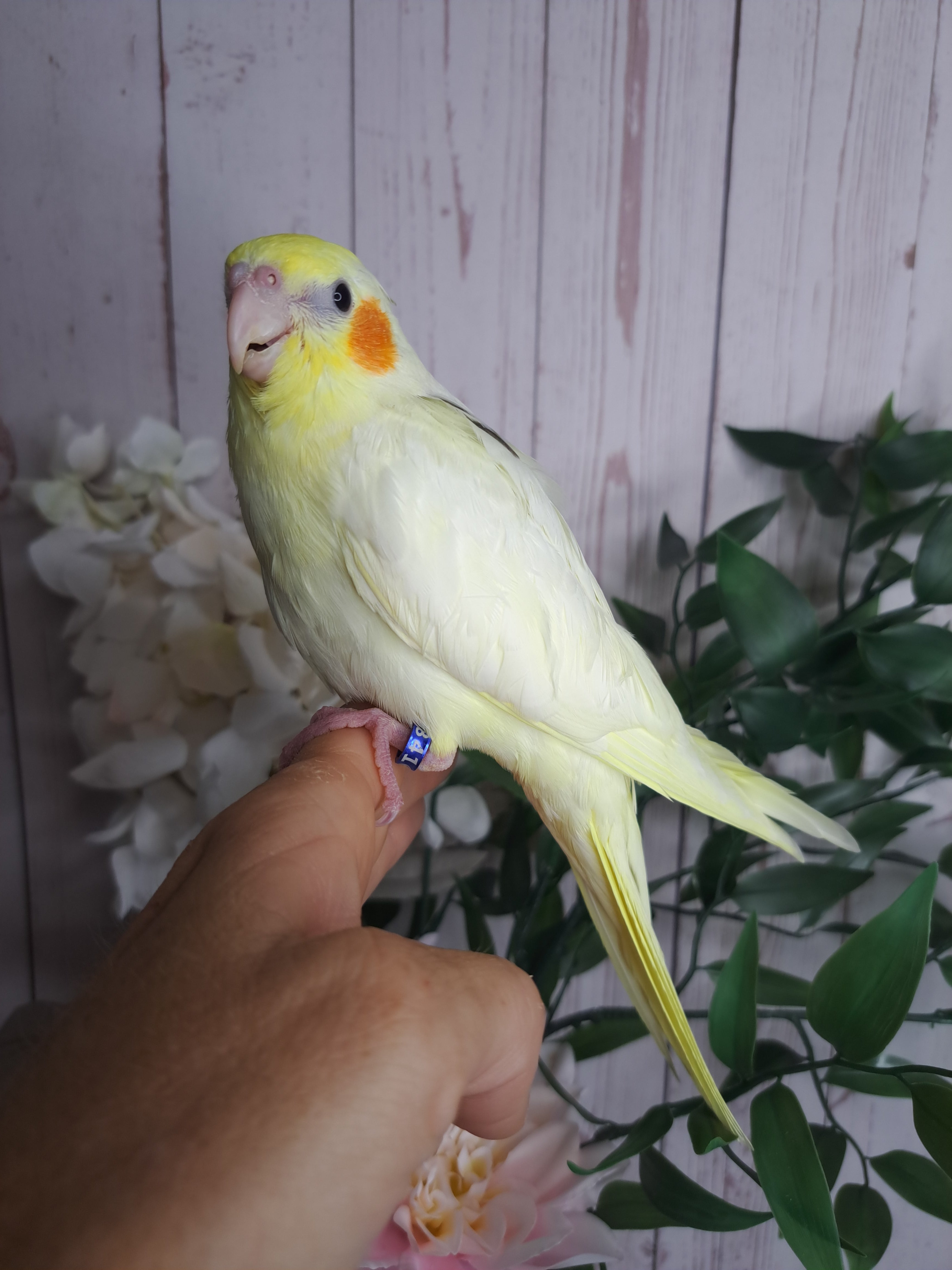 Cockatiel- Ring ID: F8416- DEPOSIT TAKEN