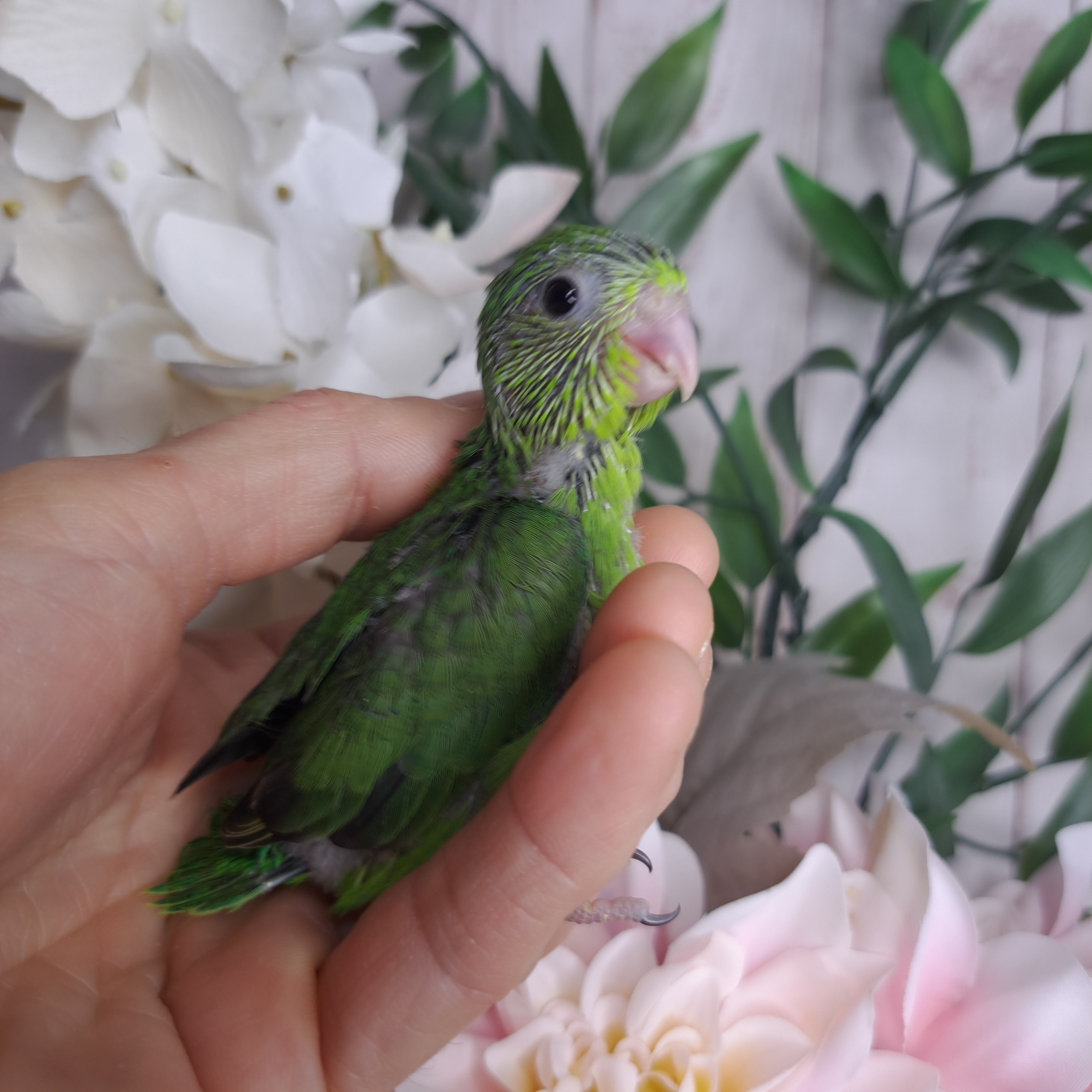 Parrotlet- Ring ID: N1544