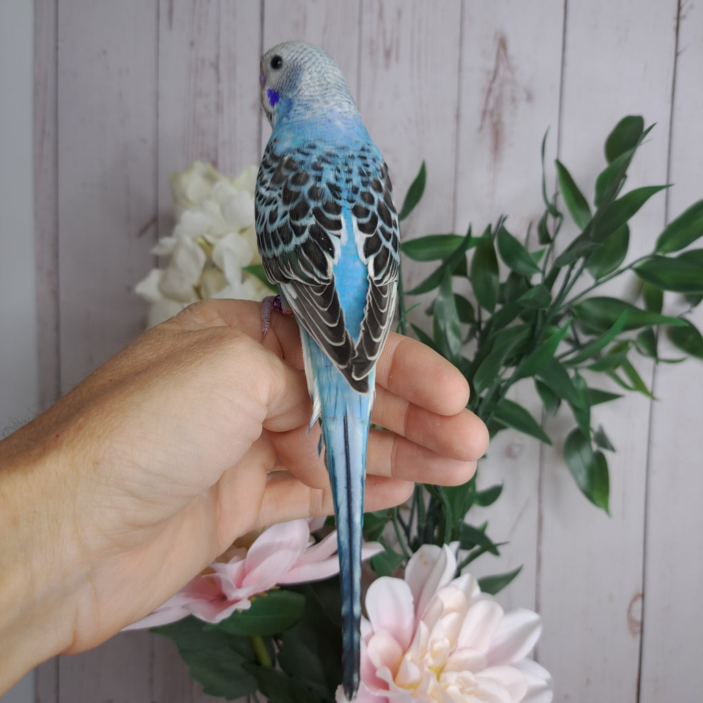 Budgie- Ring ID: N1142- DEPOSIT TAKEN