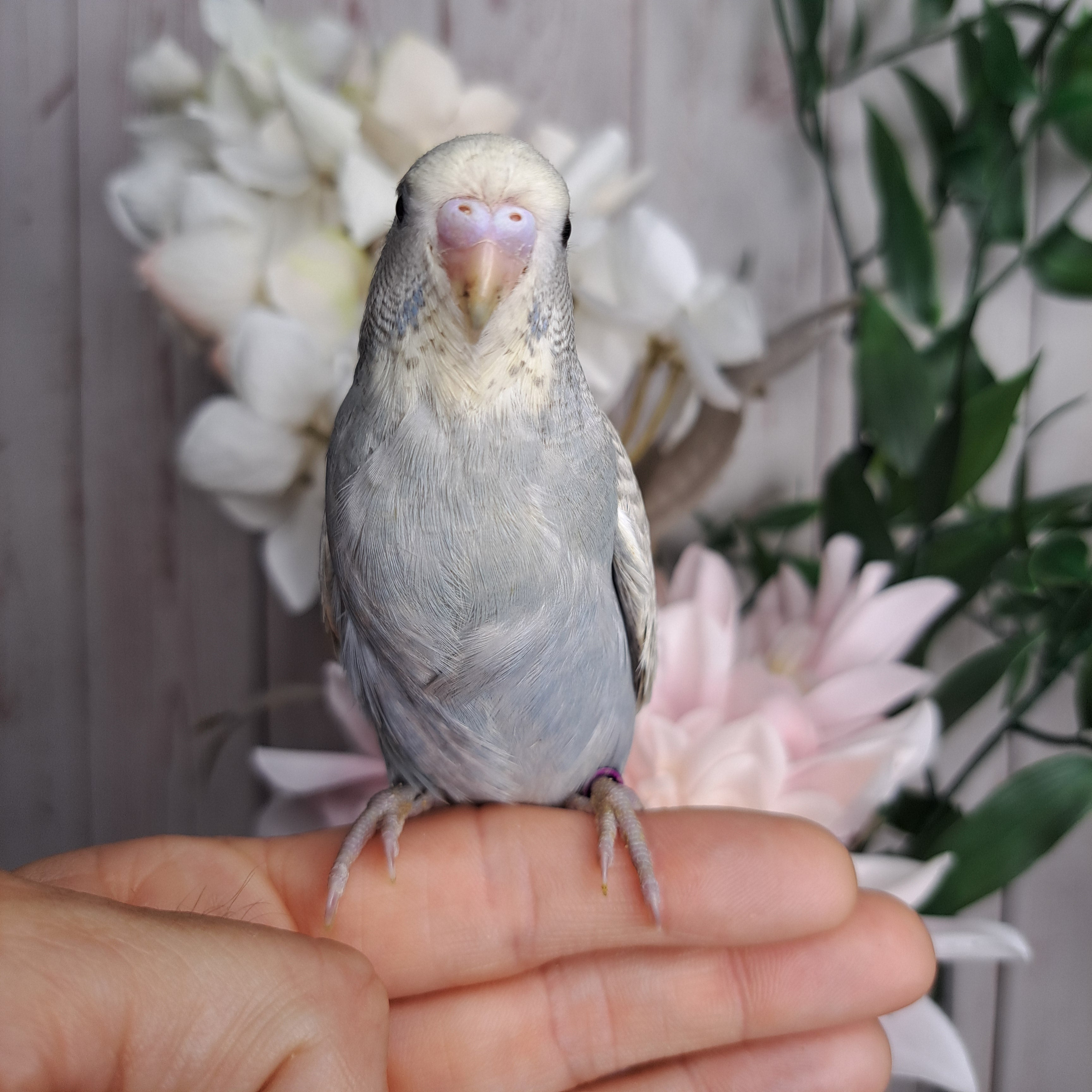 Budgie- Ring ID: F6345