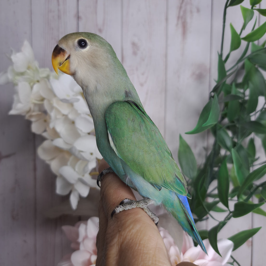 Lovebird- Ring ID: C385