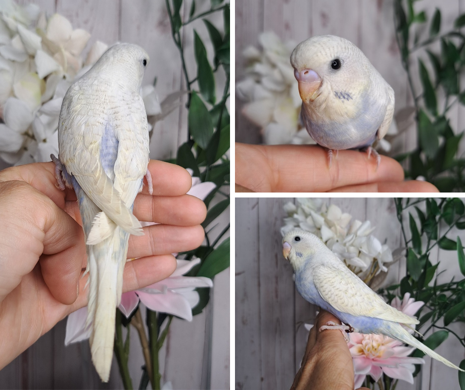 Budgie- Ring ID: Q8201