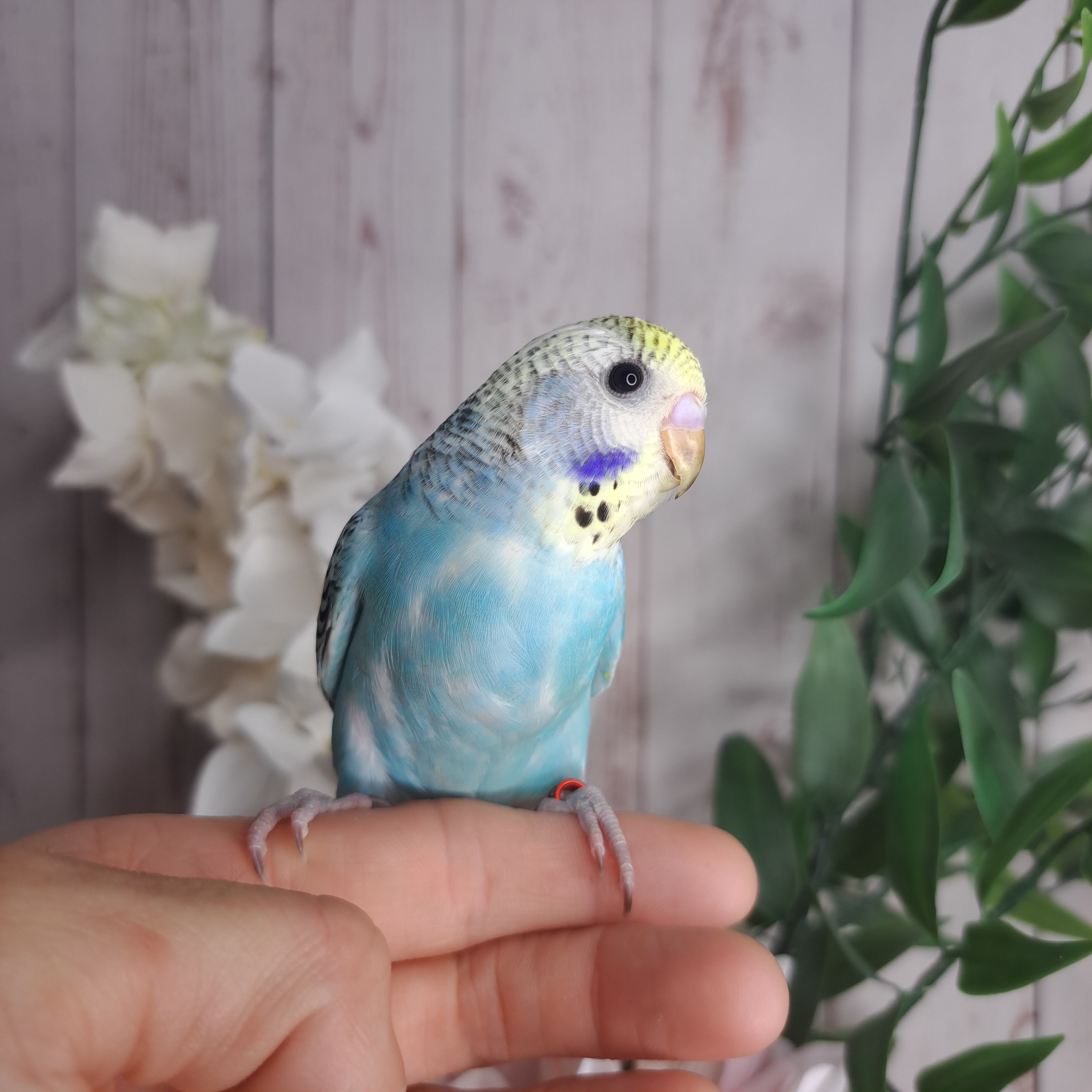 Budgie- Ring ID: Q6938