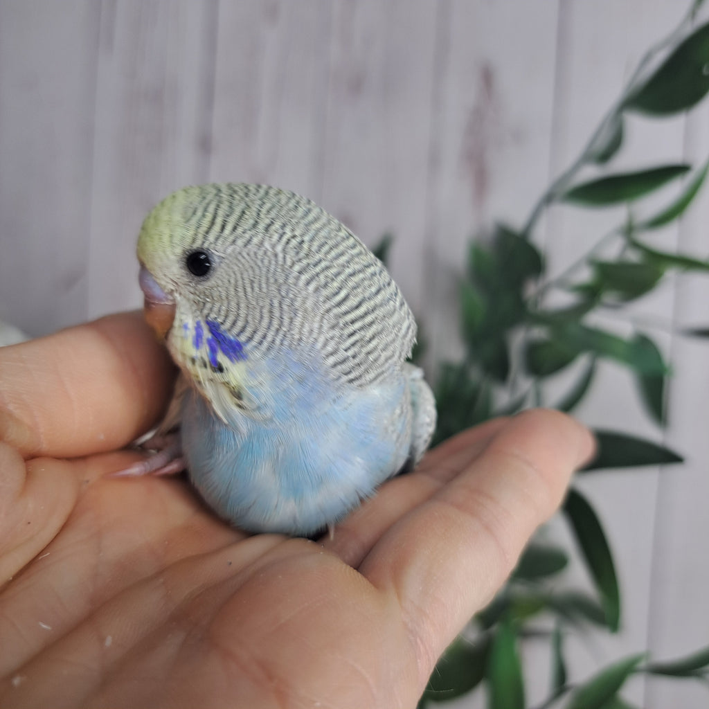 Budgie- Ring ID: E0832-reserved