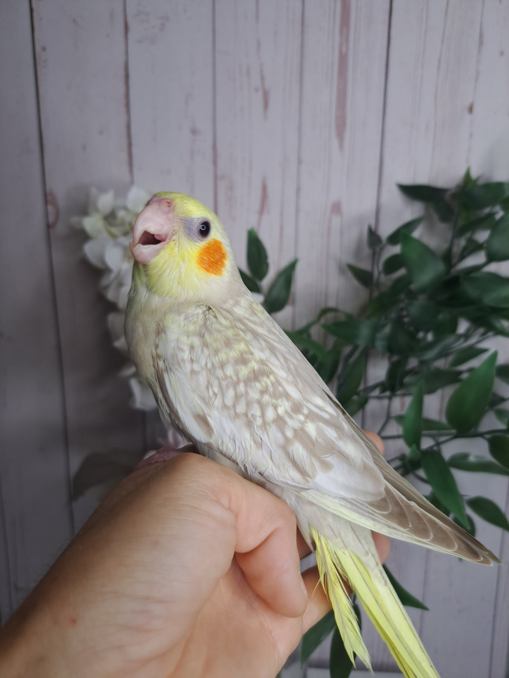 Cockatiel- Ring ID: D7369- DEPOSIT TAKEN