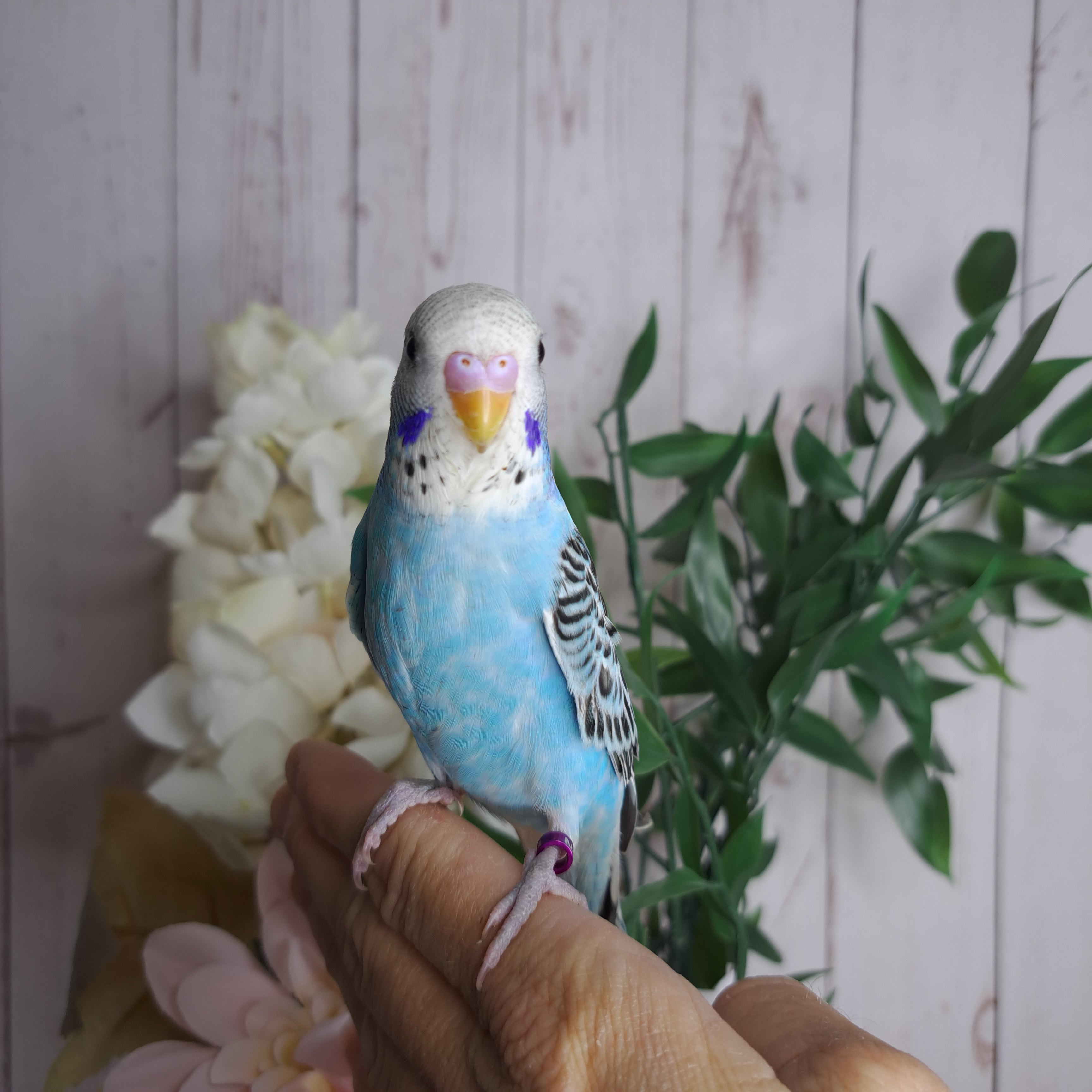 Budgie- Ring ID: N1142- DEPOSIT TAKEN