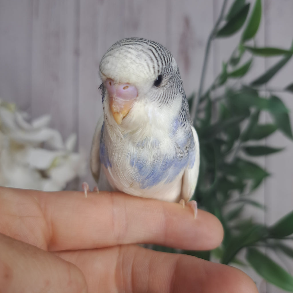 Budgie- Ring ID: Z6827- DEPOSIT TAKEN