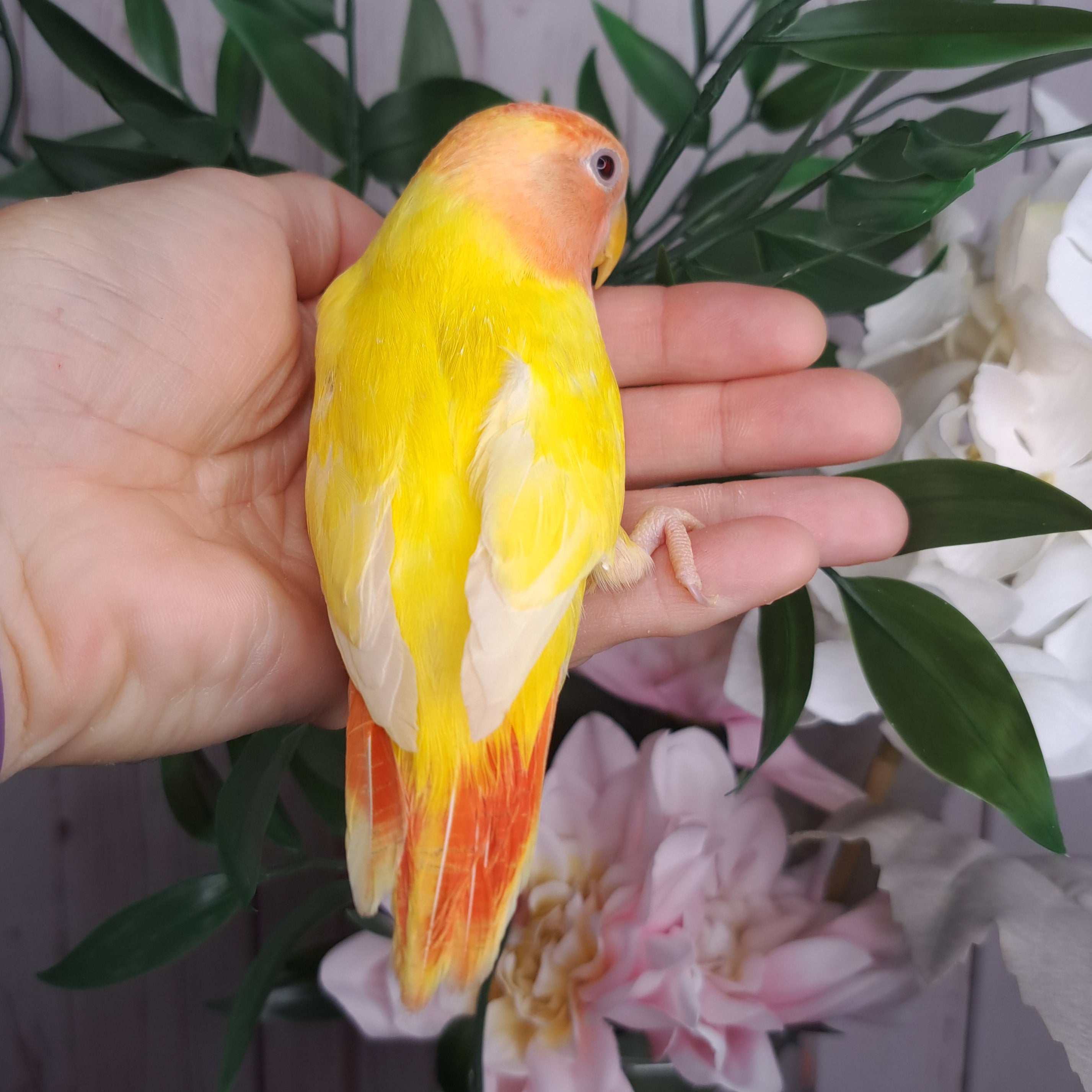 Lovebird- Ring ID: V9124- deposit made