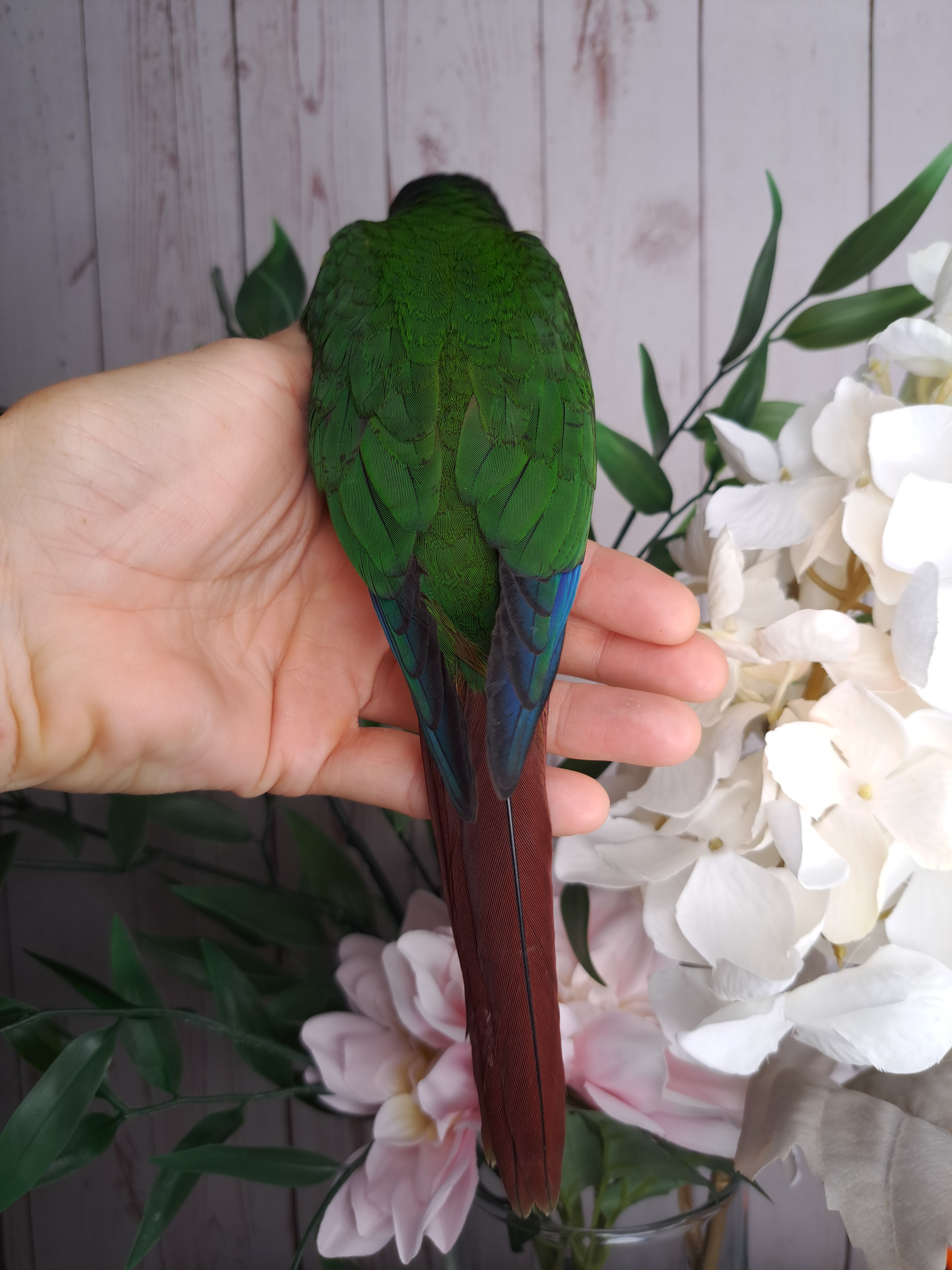 Green Cheek Conure- Ring ID: 295