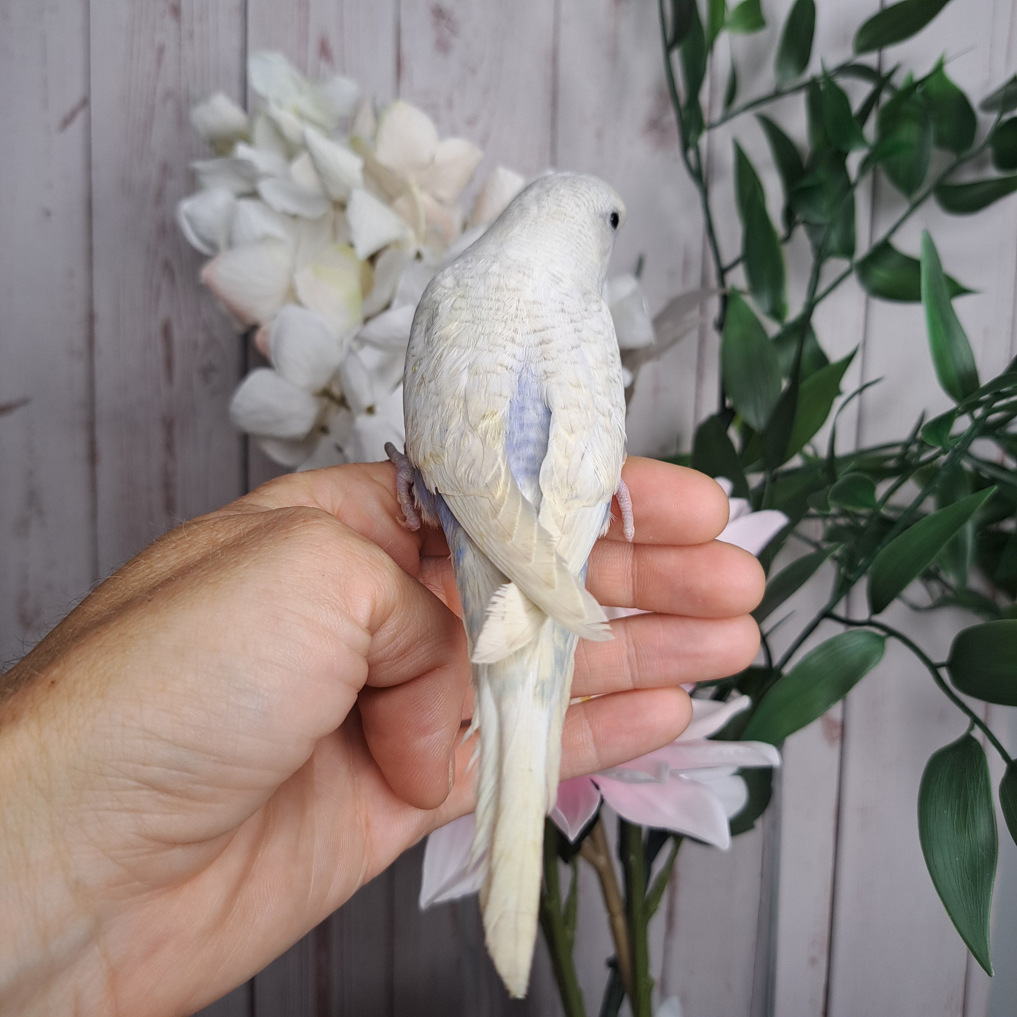 Budgie- Ring ID: Q8201