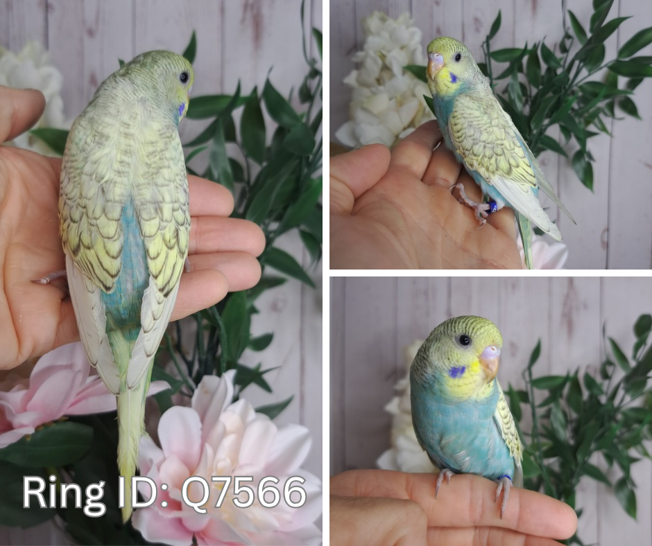 Budgie- Ring ID: Q7566