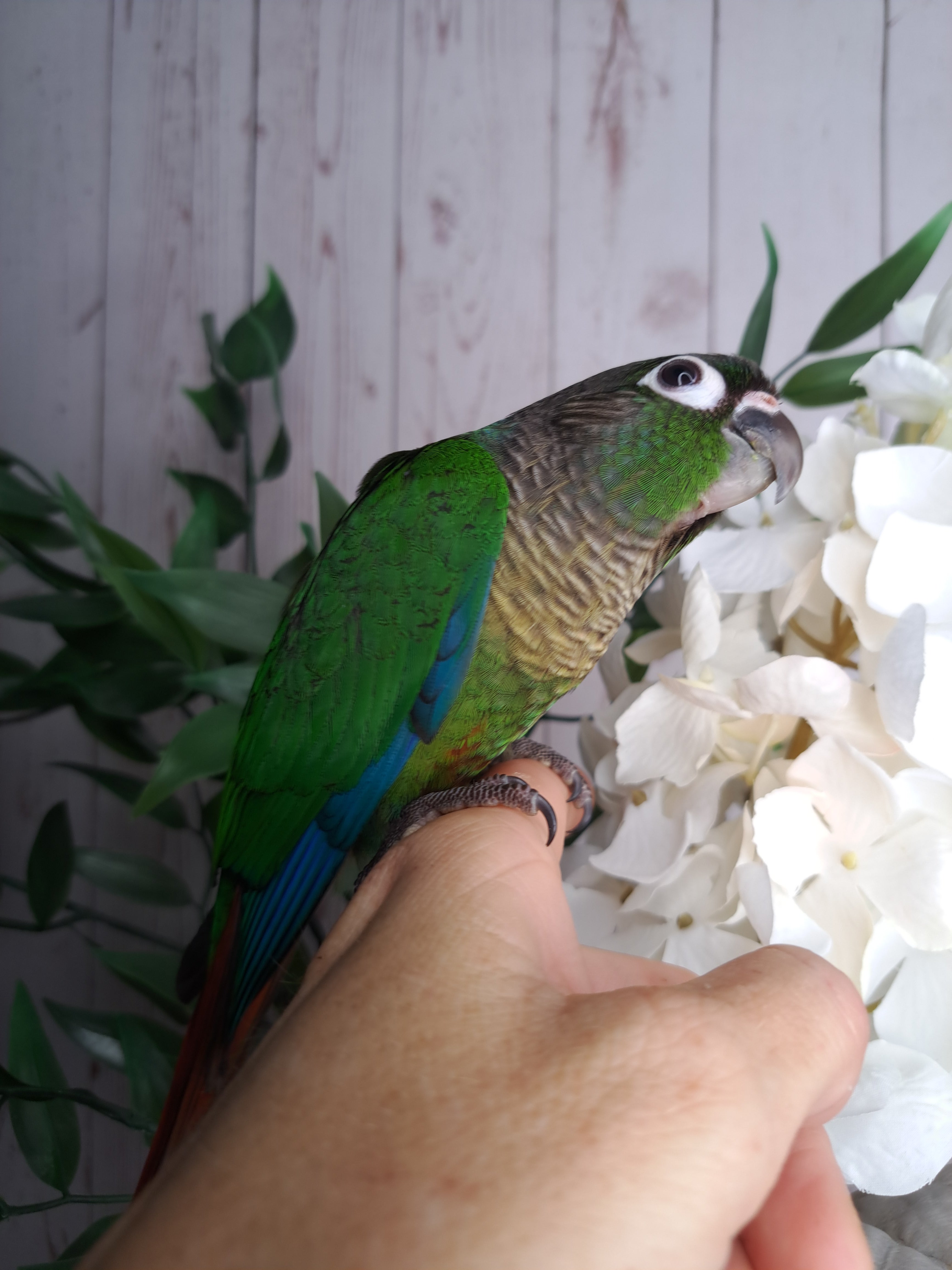 Green Cheek Conure- Ring ID: 297