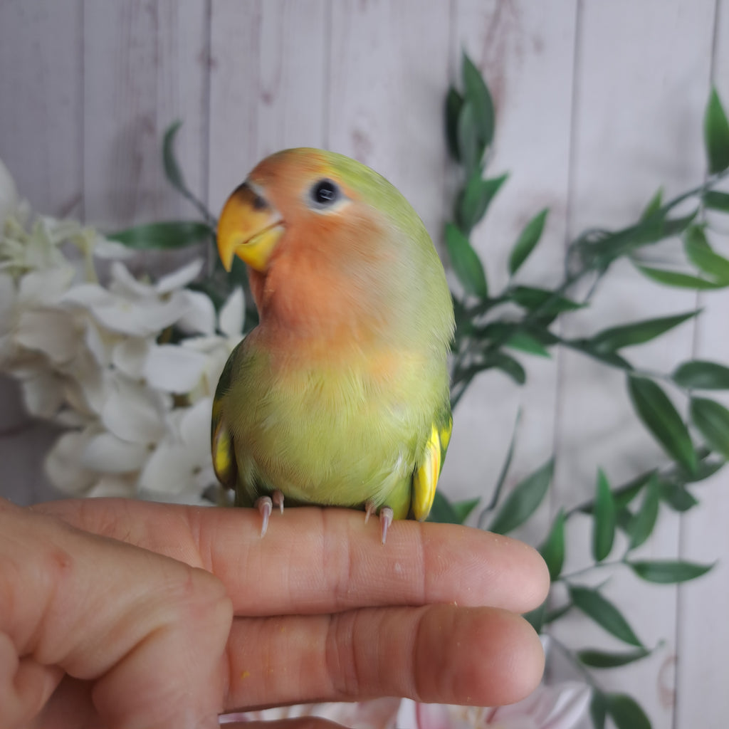 Lovebird- Ring ID: U3913