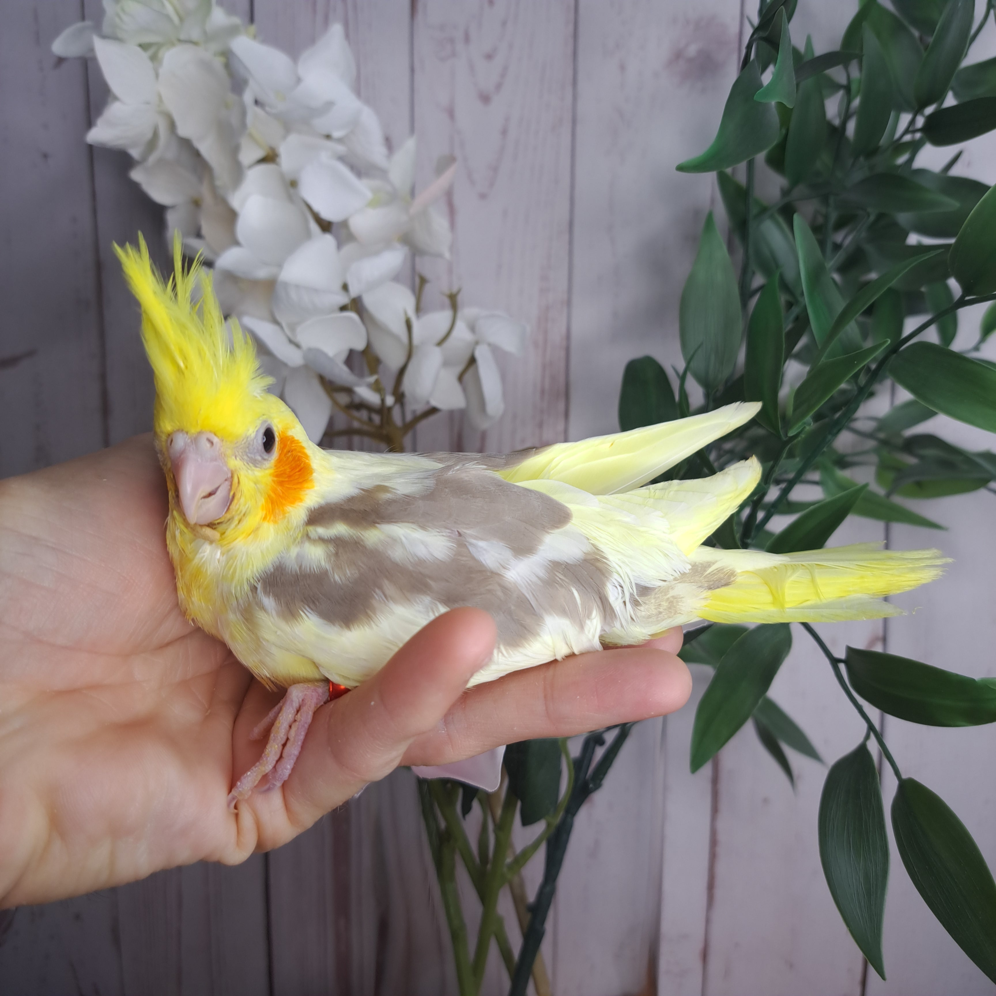 Cockatiel- Ring ID: 1992r