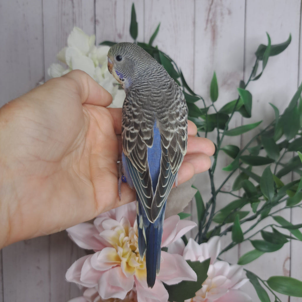 Budgie- Ring ID:  P3129