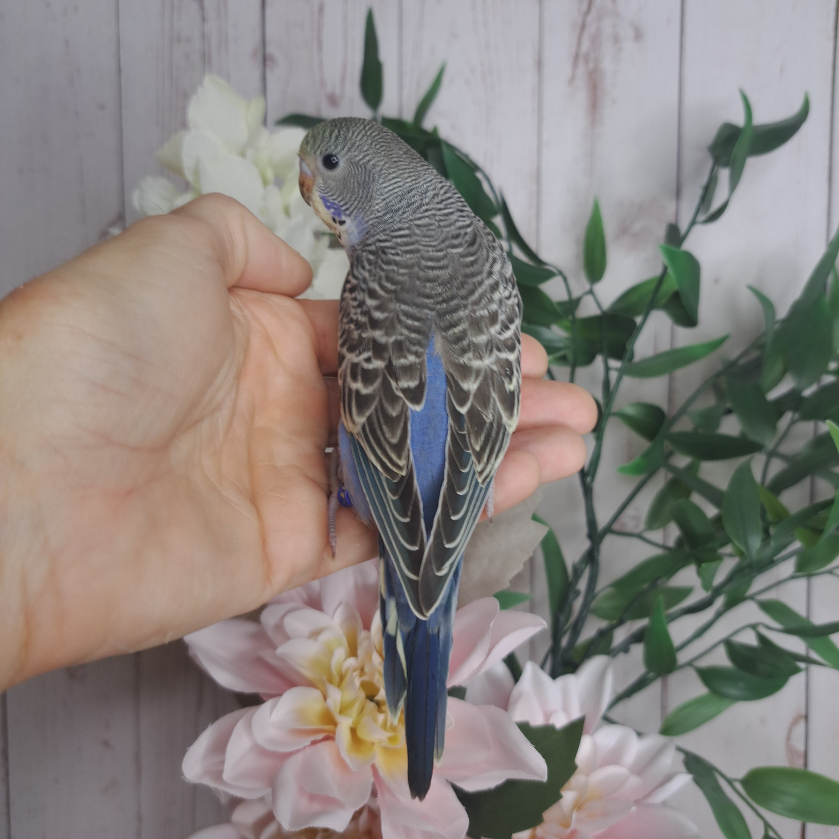 Budgie- Ring ID:  P3129