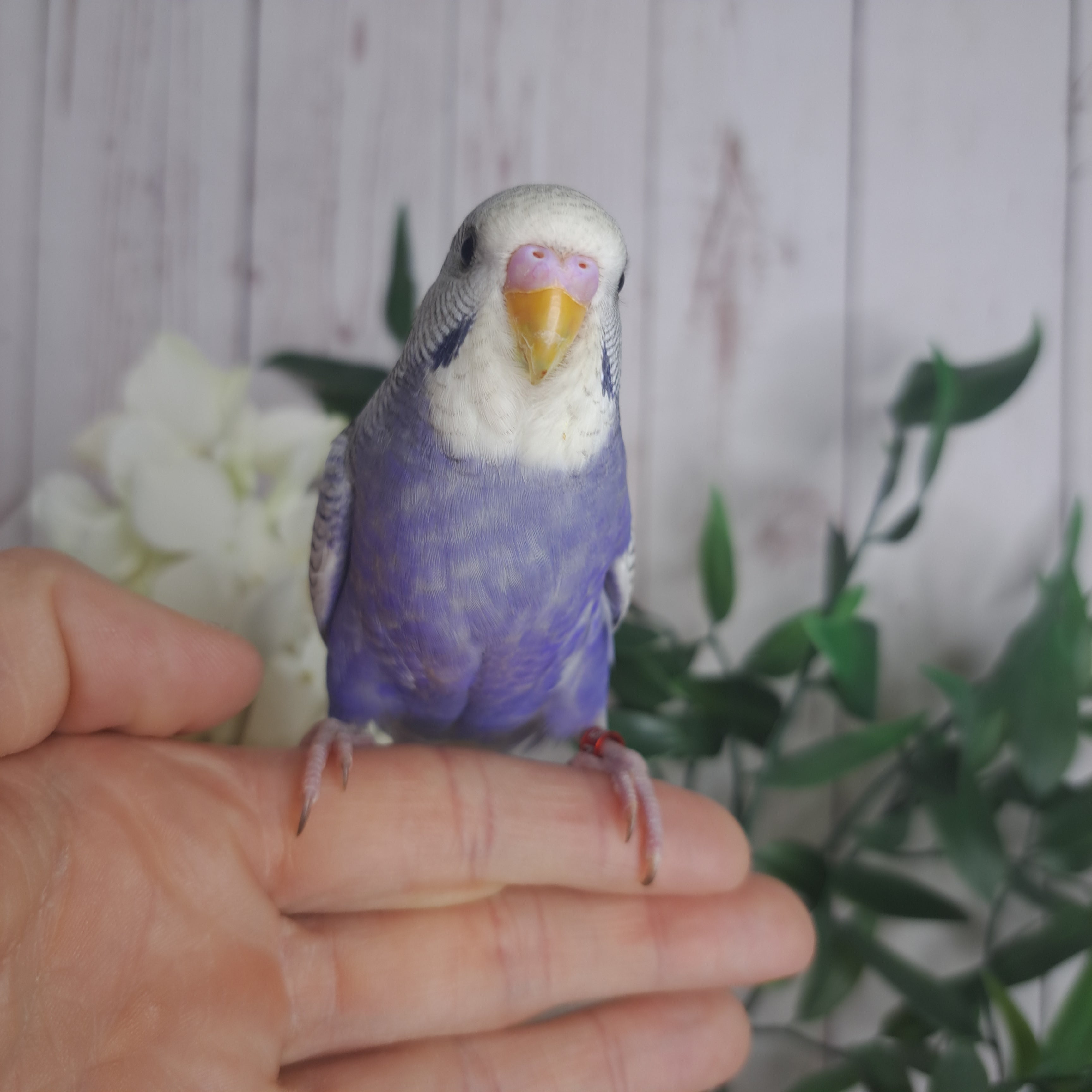 Budgie- Ring ID: N5215- DEPOSIT TAKEN