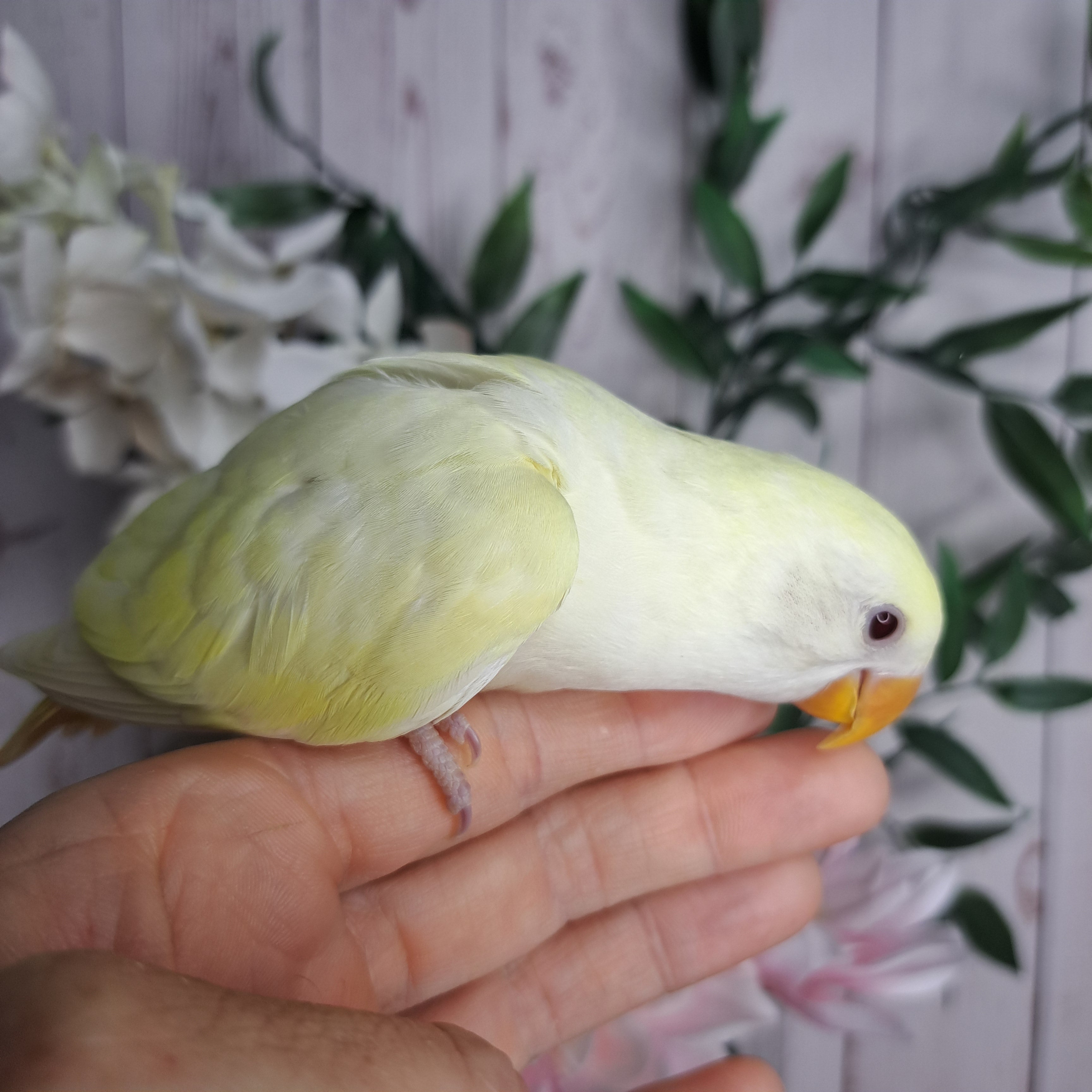 Lovebird- Ring ID: U1299