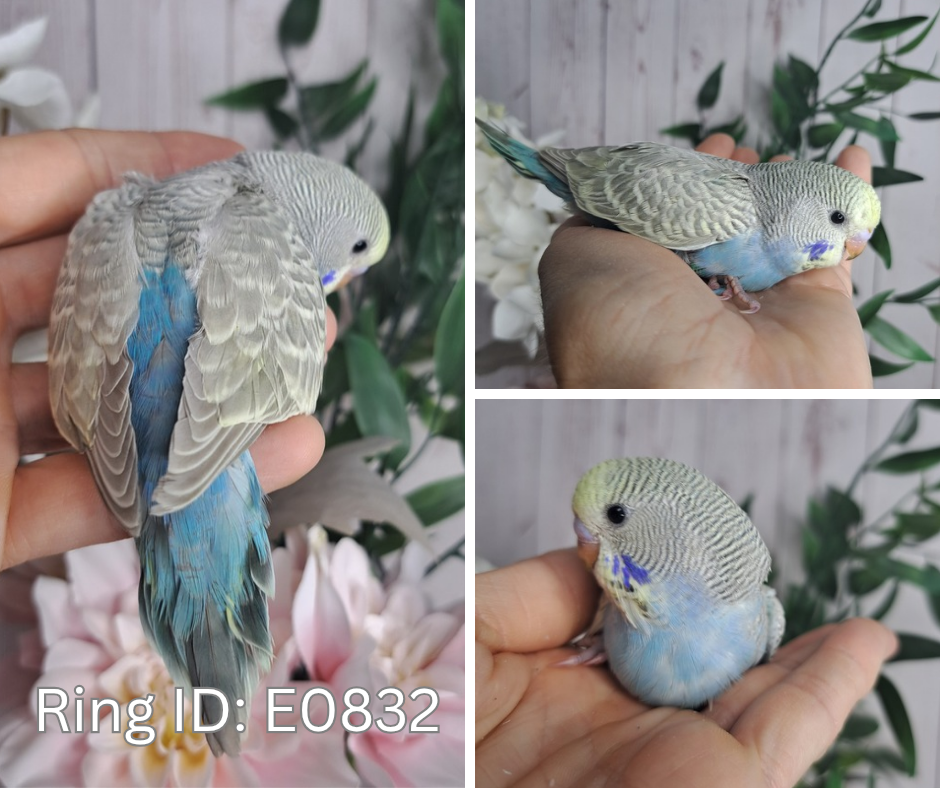 Budgie- Ring ID: E0832-reserved