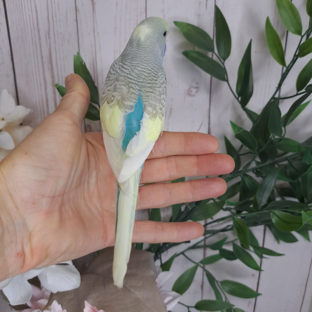 Budgie- Ring ID: Z5677- DEPOSIT TAKEN