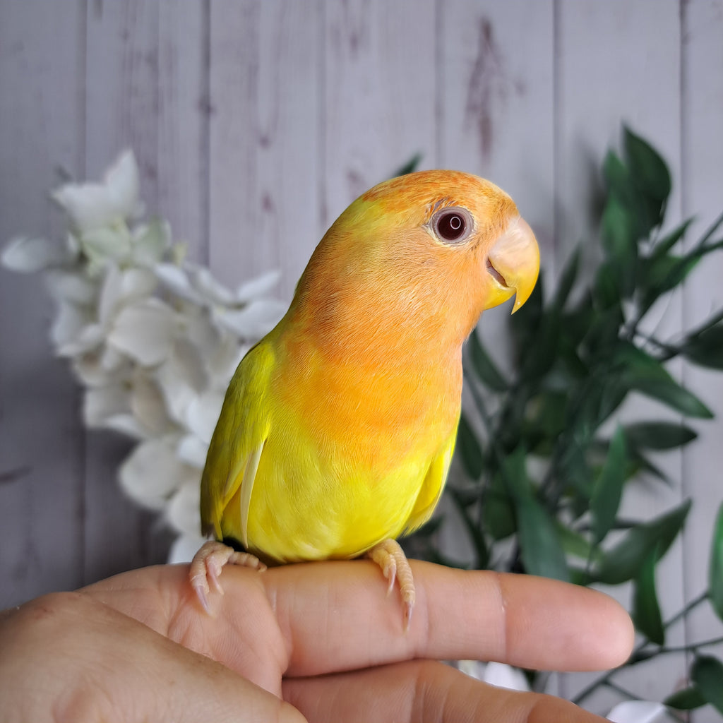 Lovebird- Ring ID: Z5834