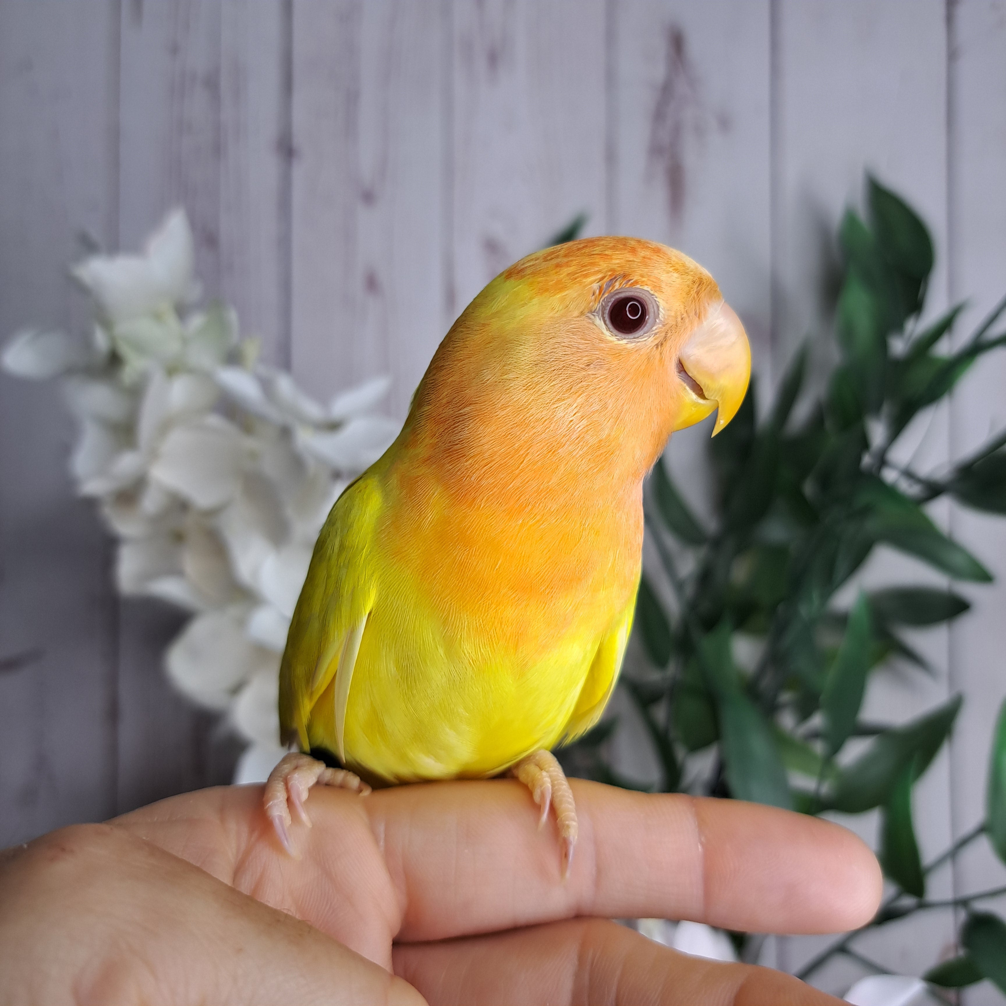 Lovebird- Ring ID: Z5834