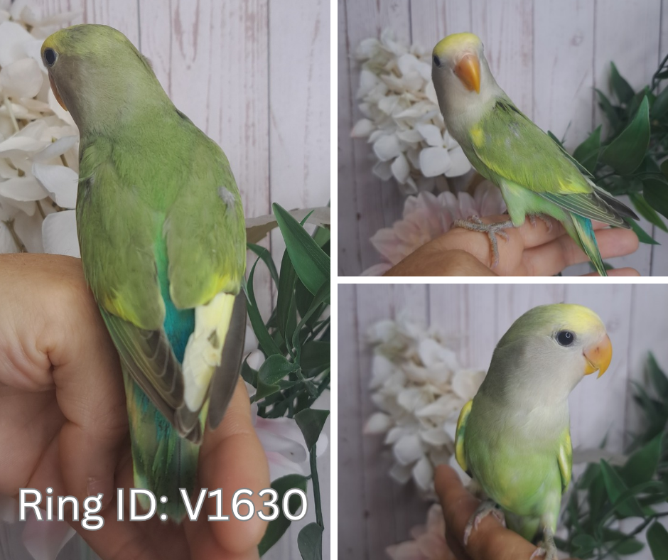 Lovebird- Ring ID: V1630