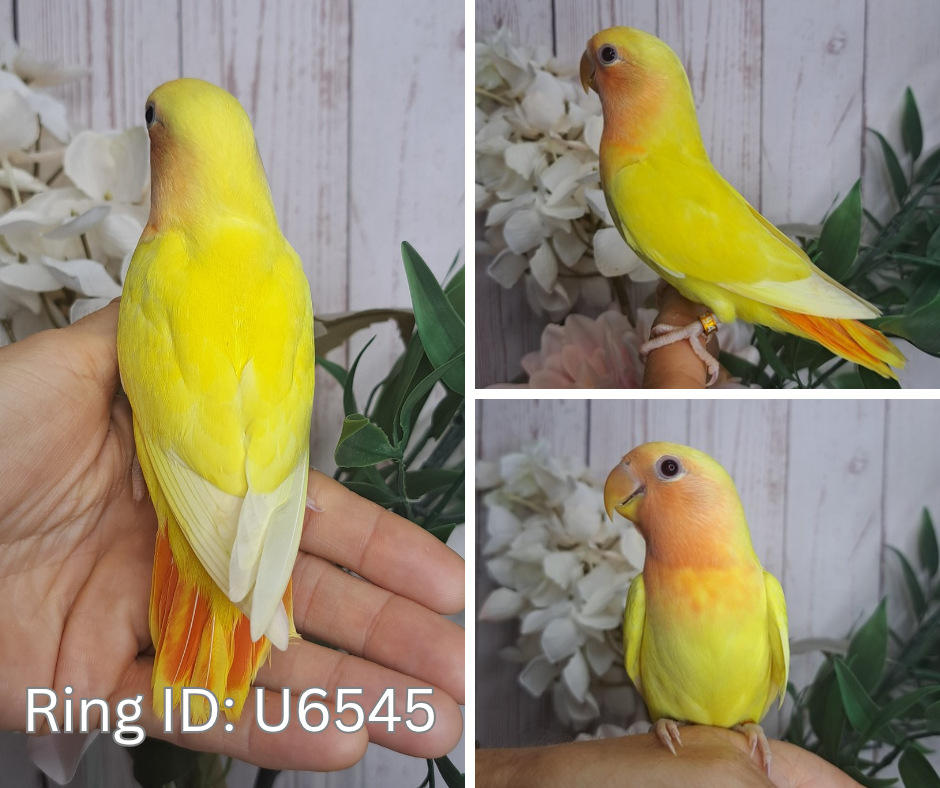 Lovebird- Ring ID: U6545- DEPOSIT TAKEN