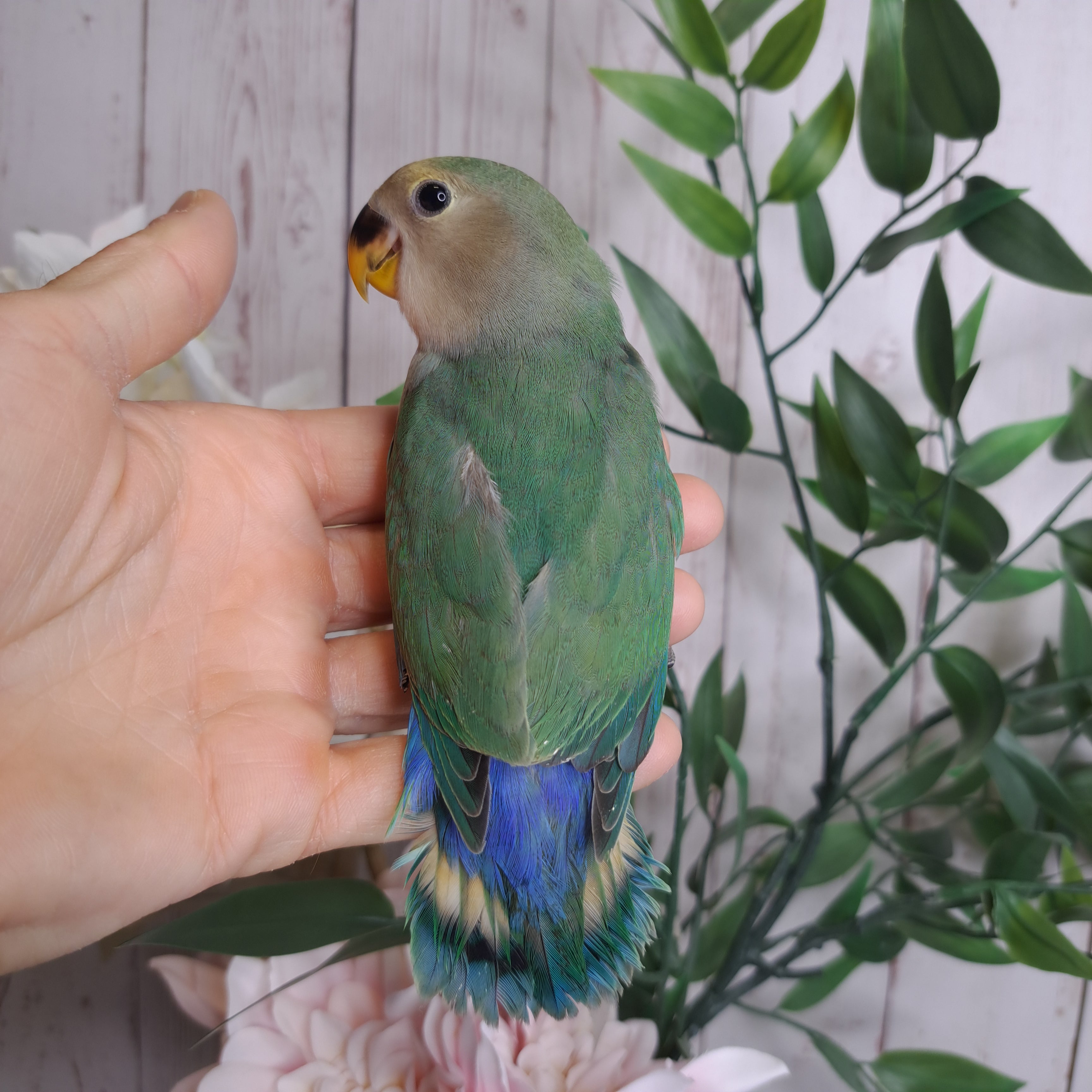 Lovebird- Ring ID: U3210