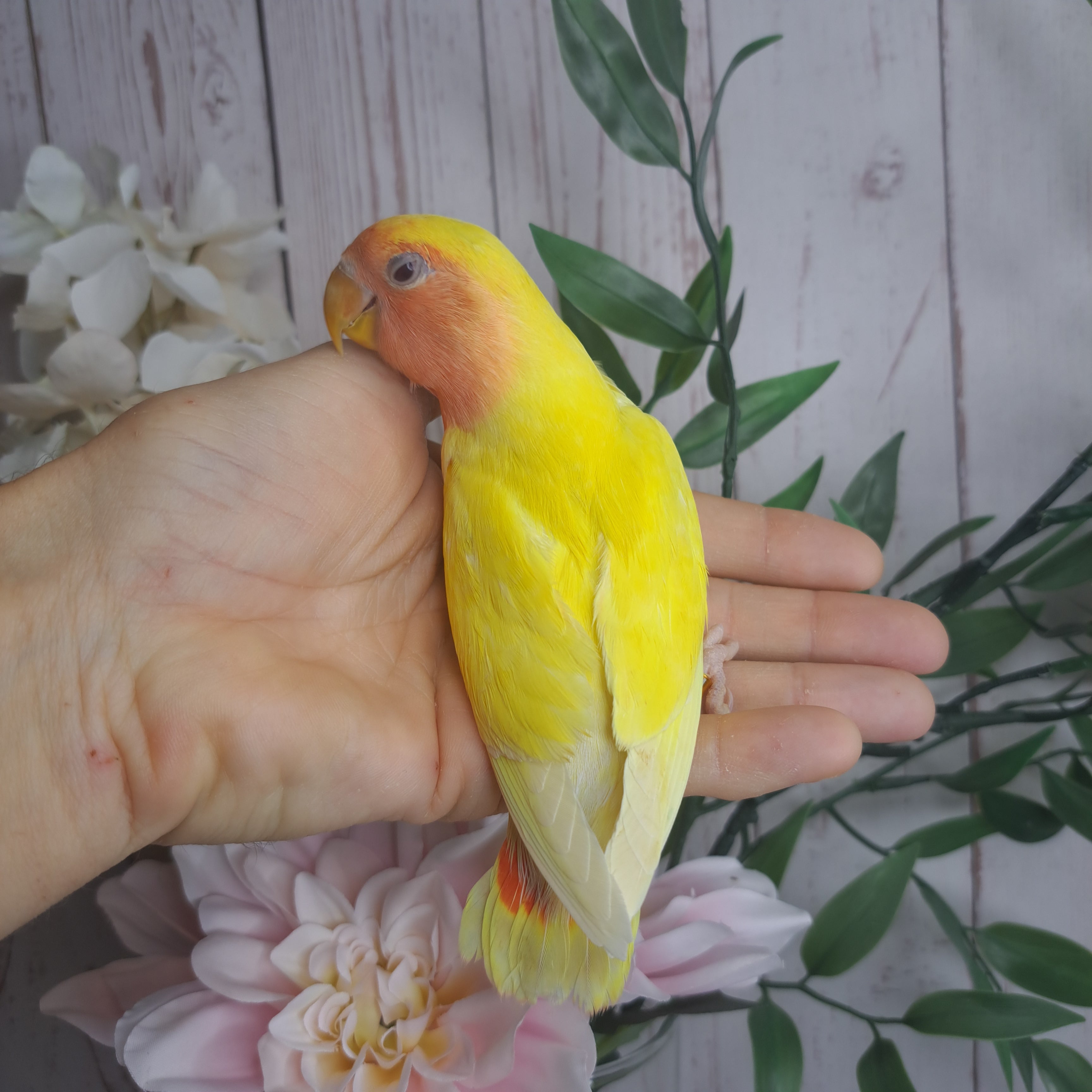 Lovebird- Ring ID: N1510