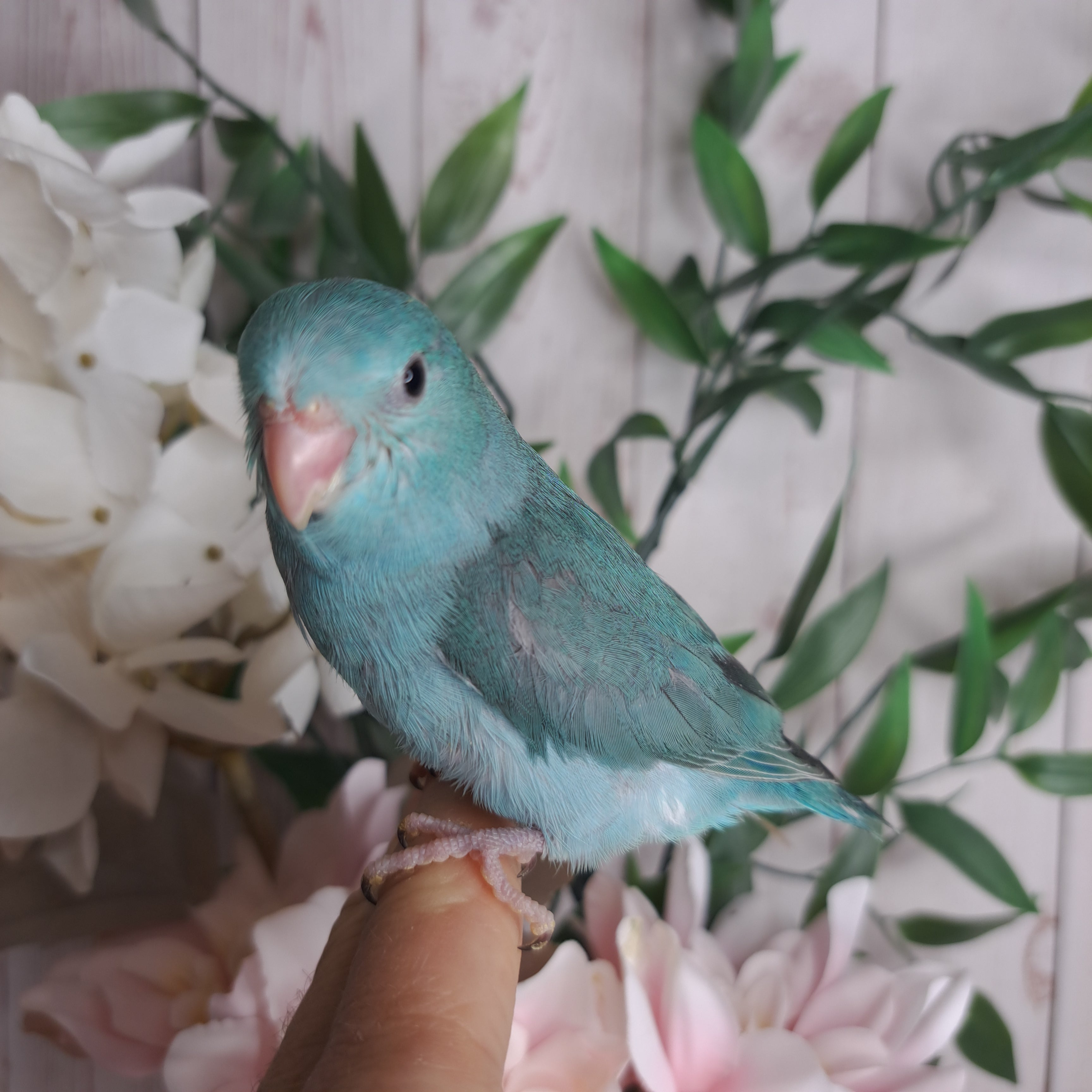 Parrotlet- Ring ID: Z5031