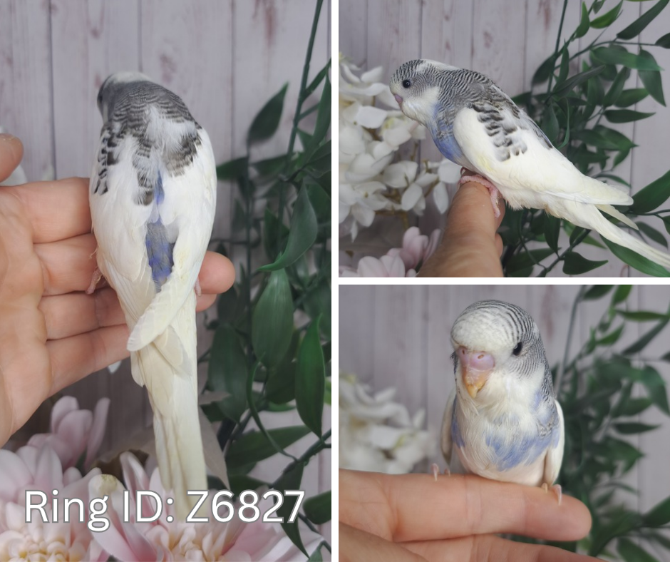 Budgie- Ring ID: Z6827- DEPOSIT TAKEN