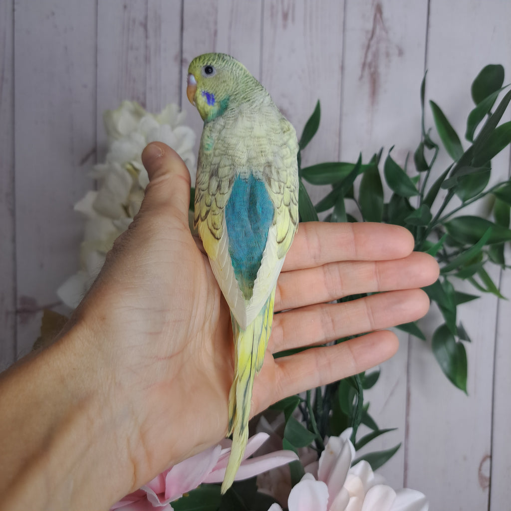 Budgie- Ring ID: Q1262