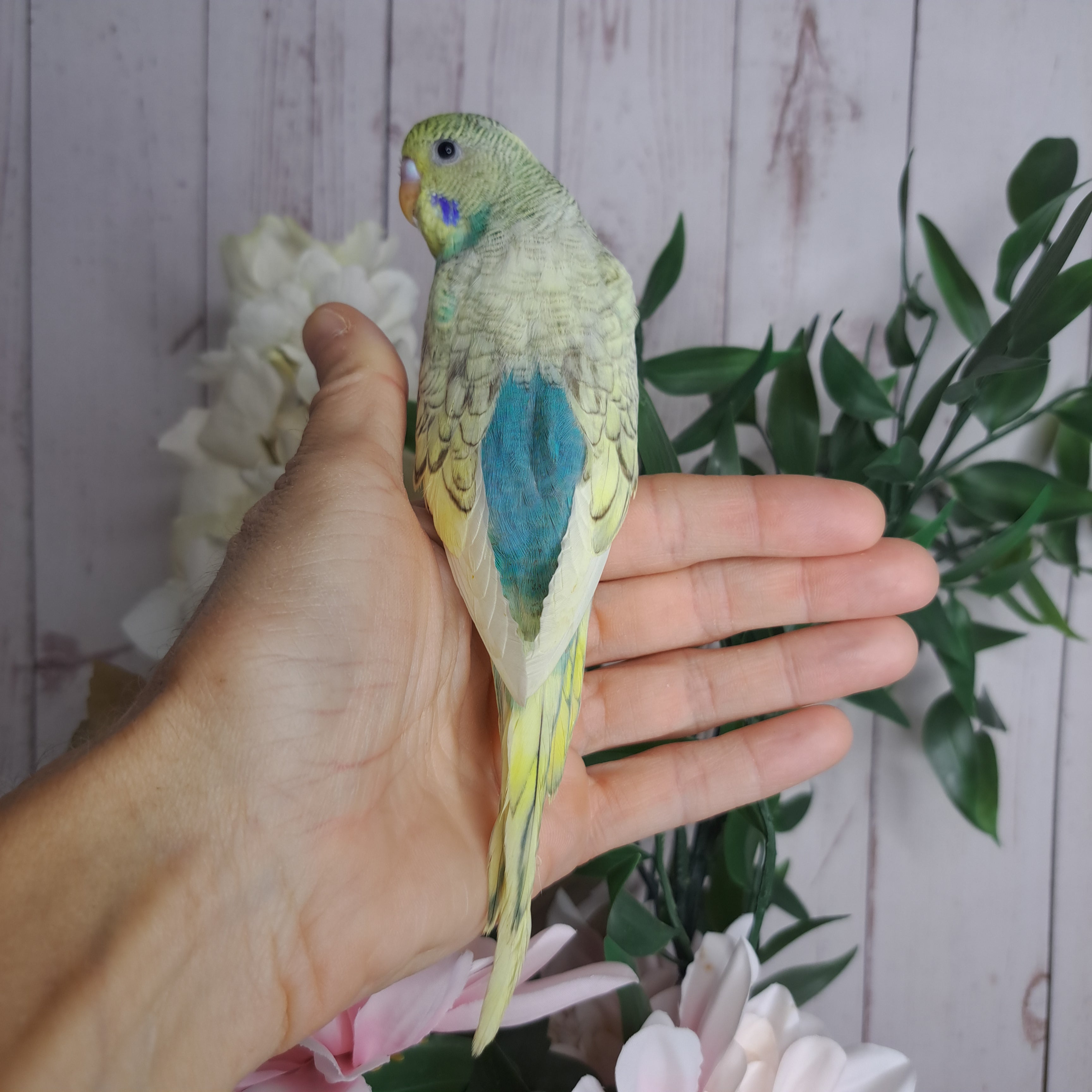 Budgie- Ring ID: Q1262