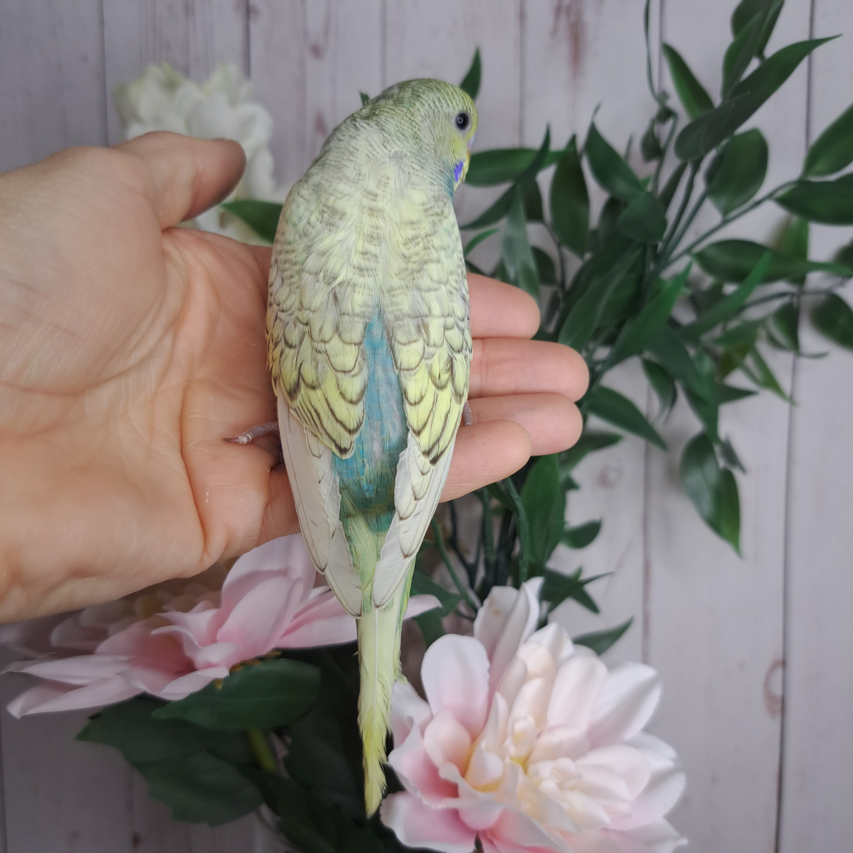 Budgie- Ring ID: Q7566