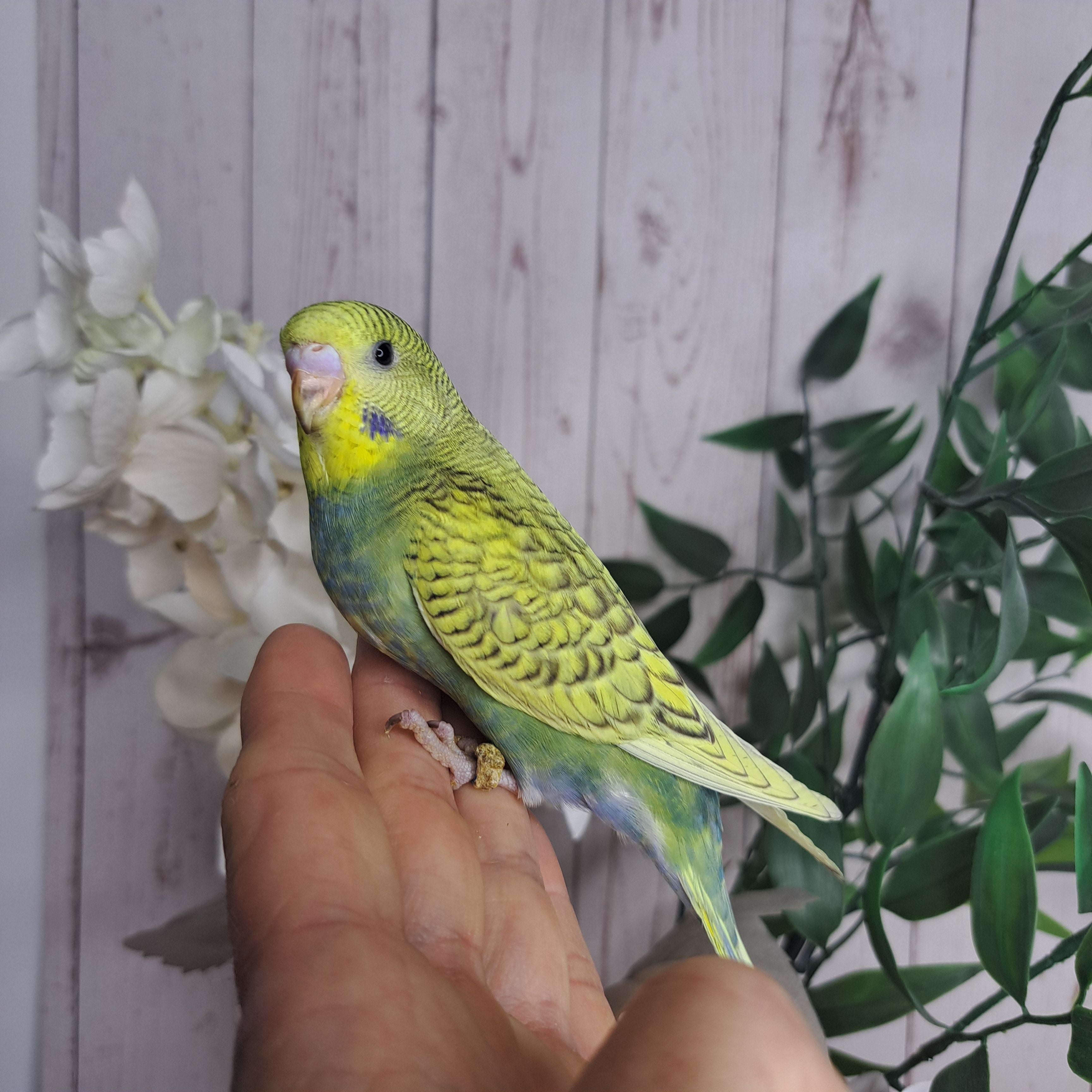 Budgie- Ring ID: N2698
