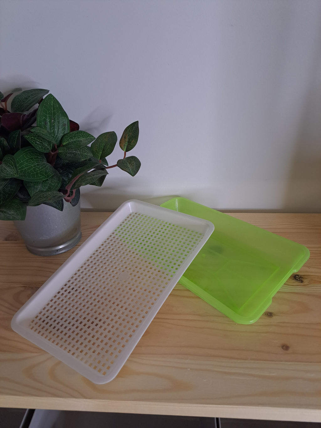 Seed sprouting tray Small 2 pack
