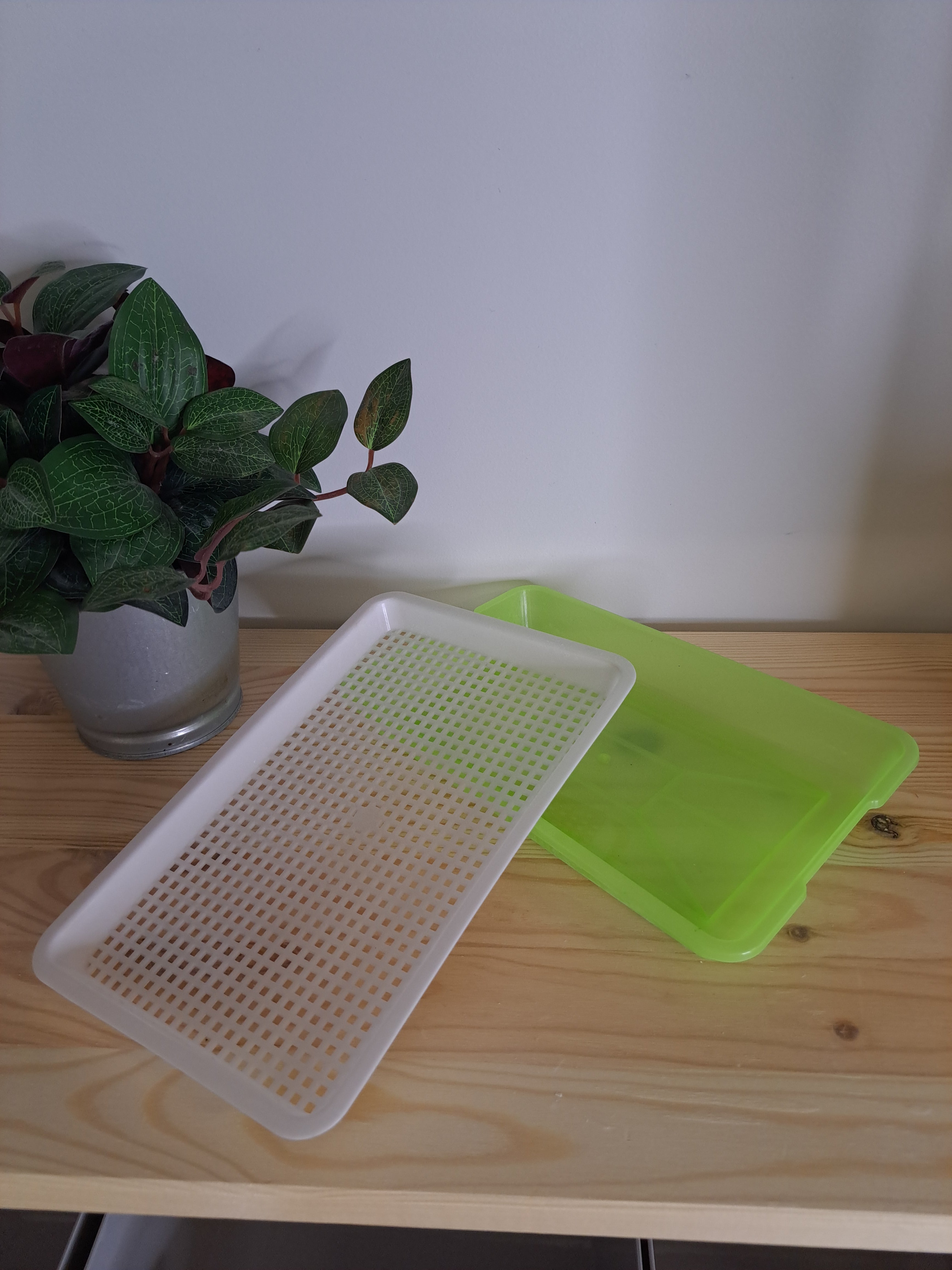 Seed sprouting tray Small 2 pack