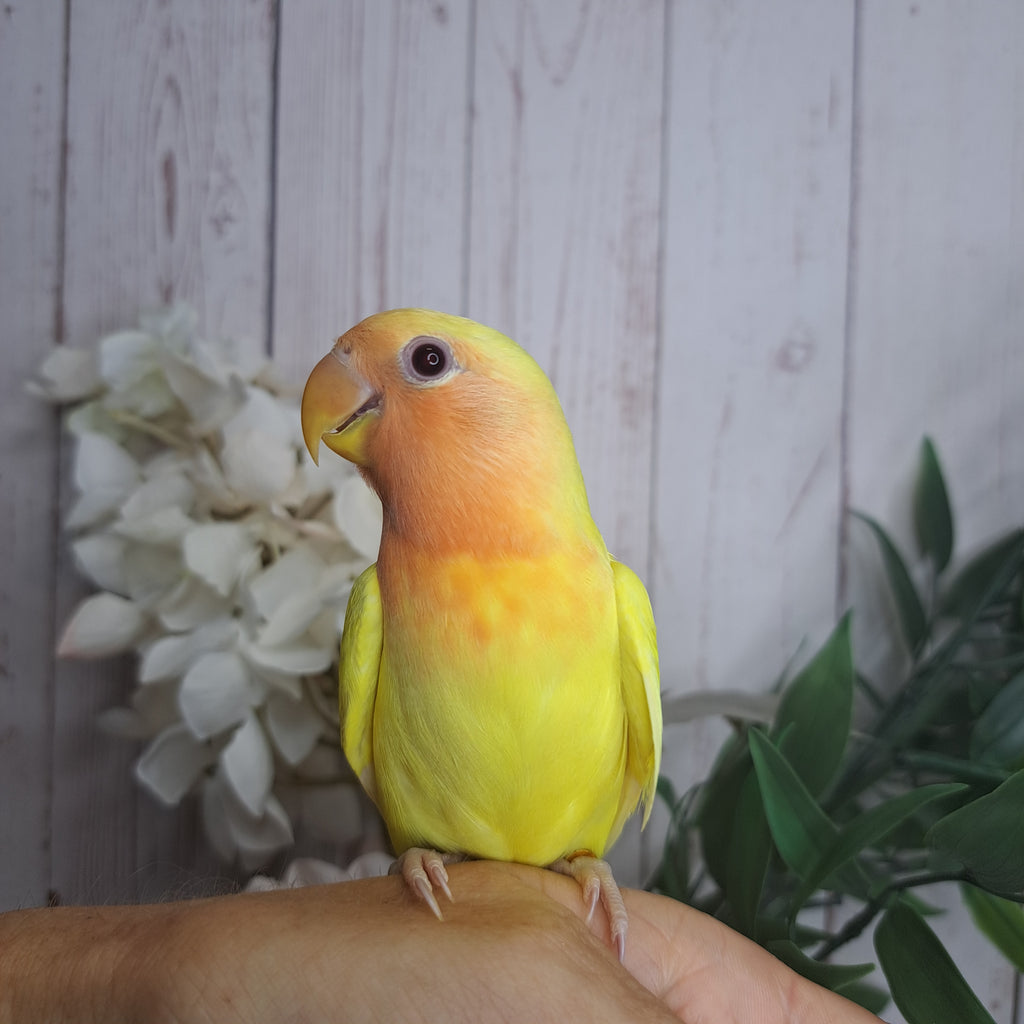 Lovebird- Ring ID: U6545- DEPOSIT TAKEN
