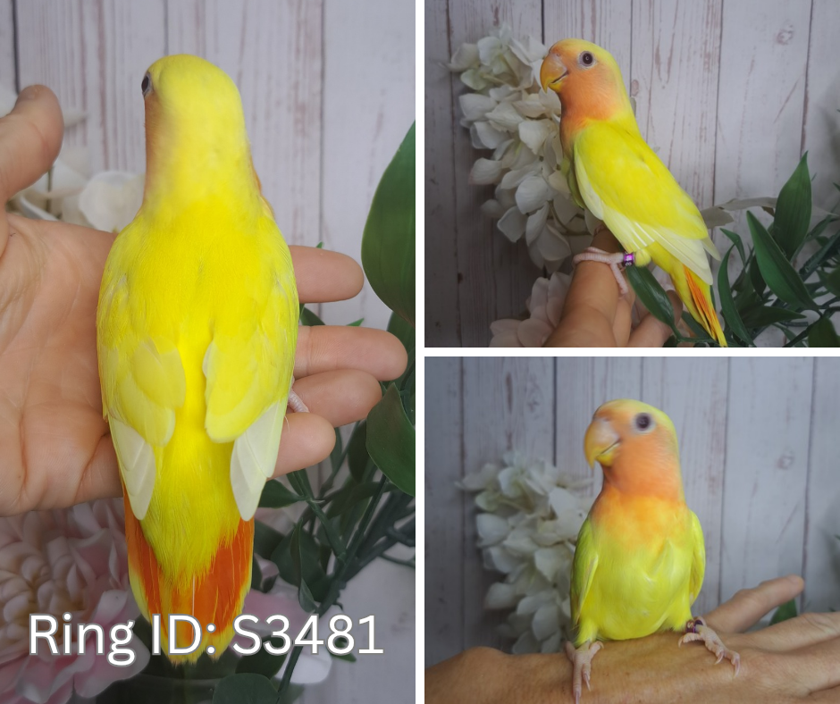 Lovebird- Ring ID: S3481