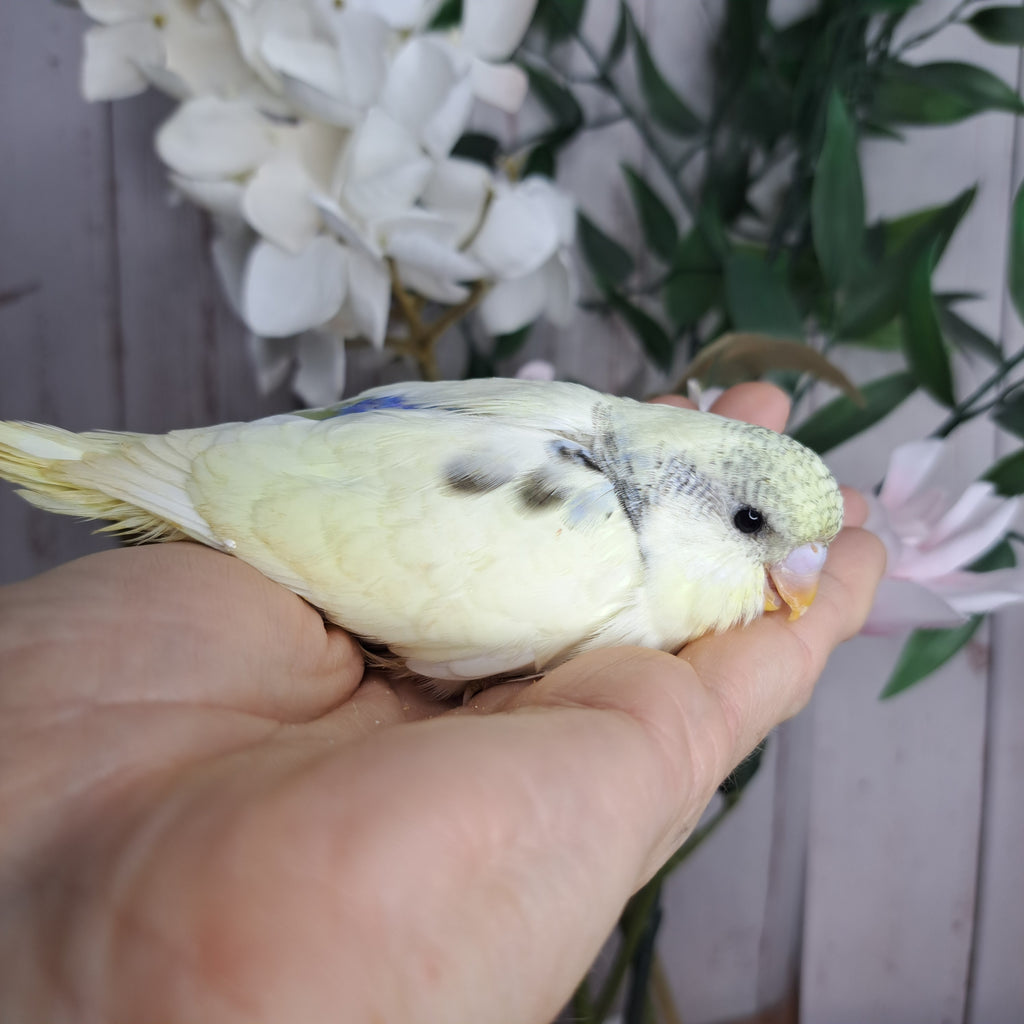 Budgie- Ring ID: N0794 - DEPOSIT TAKEN