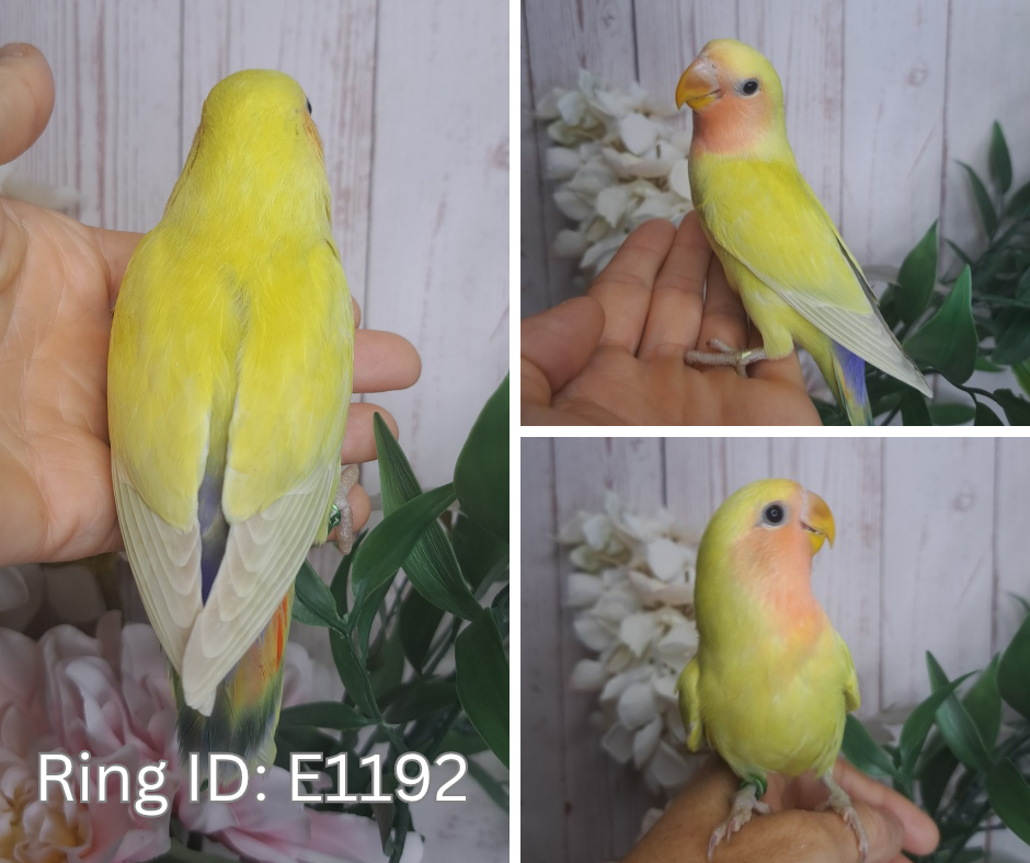 Lovebird- Ring ID: E1192