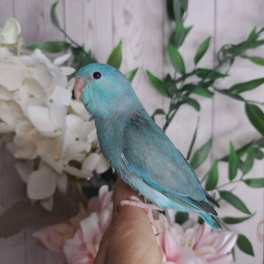 Parrotlet- Ring ID: V5945