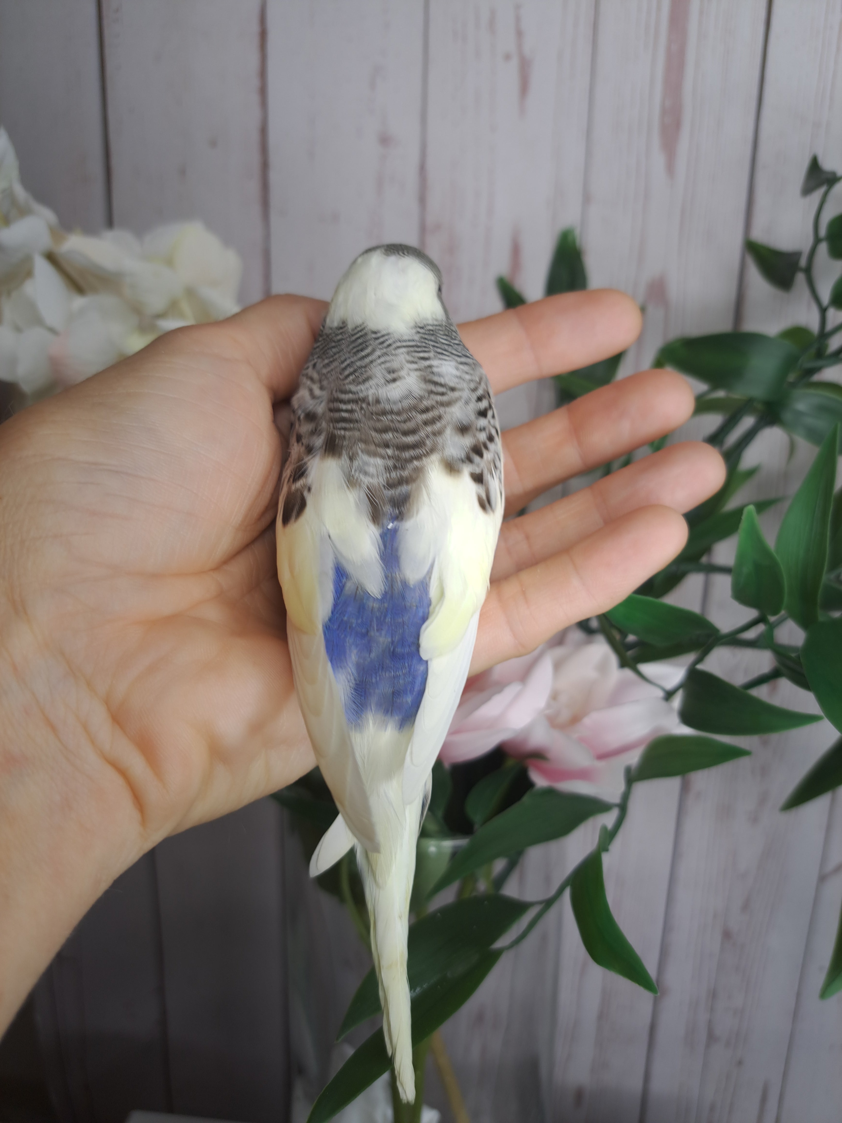 Budgie- Ring ID: U0657- DEPOSIT TAKEN