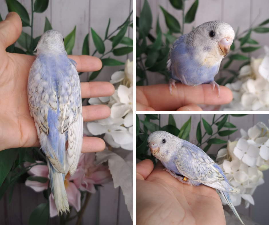 Budgie- Ring ID: G2507