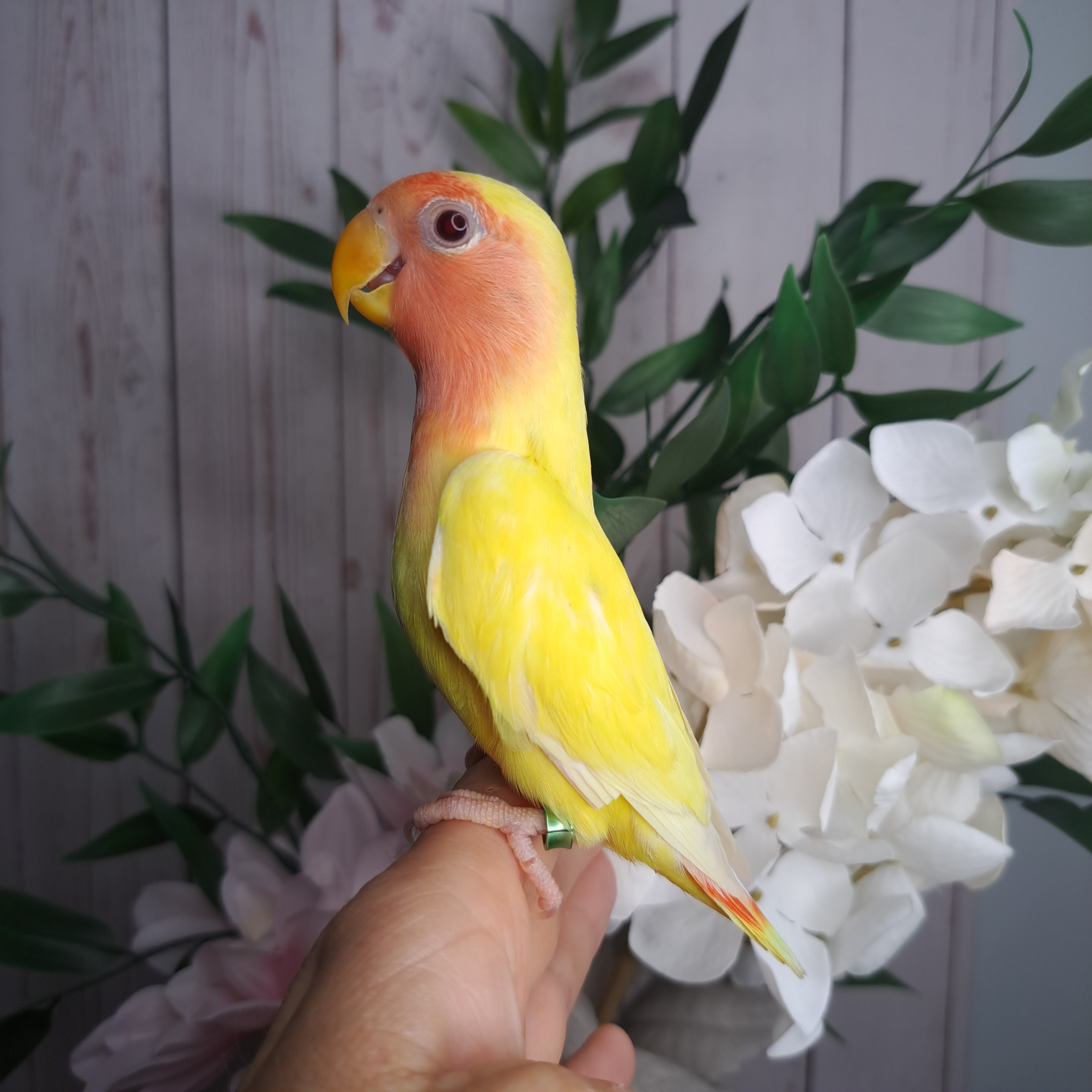 Lovebird- Ring ID: V8332- deposit made