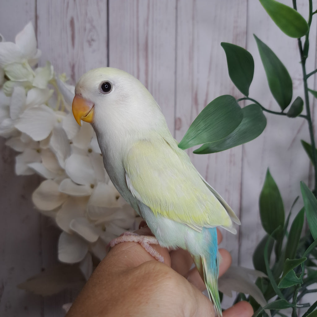 Lovebird- Ring ID: V4323