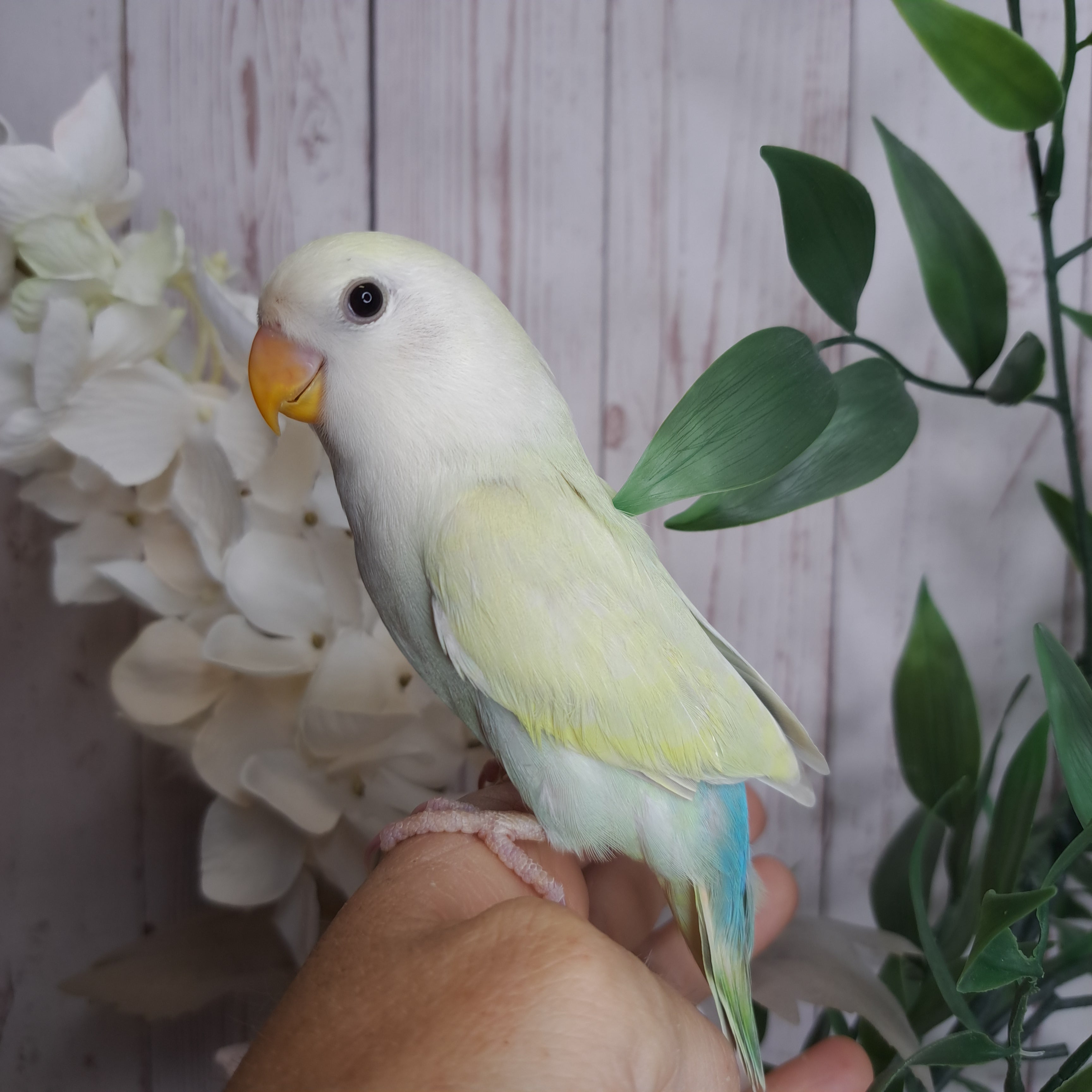 Lovebird- Ring ID: V4323