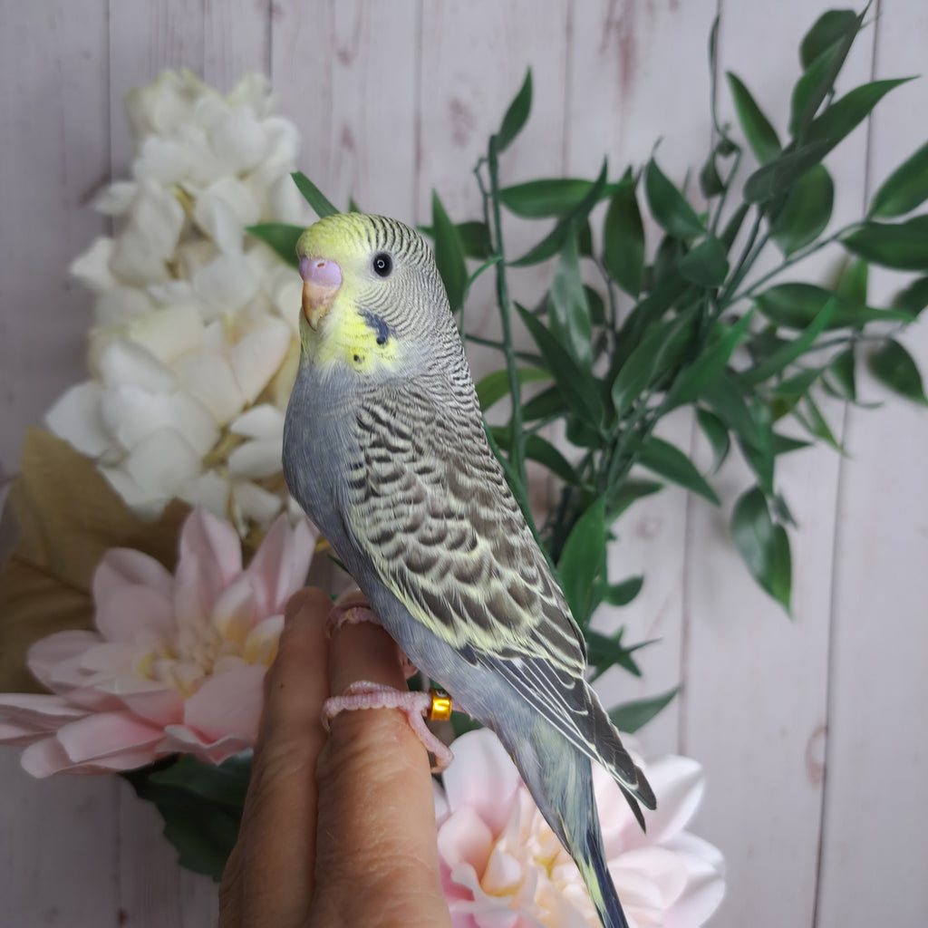 Budgie- Ring ID: R1869